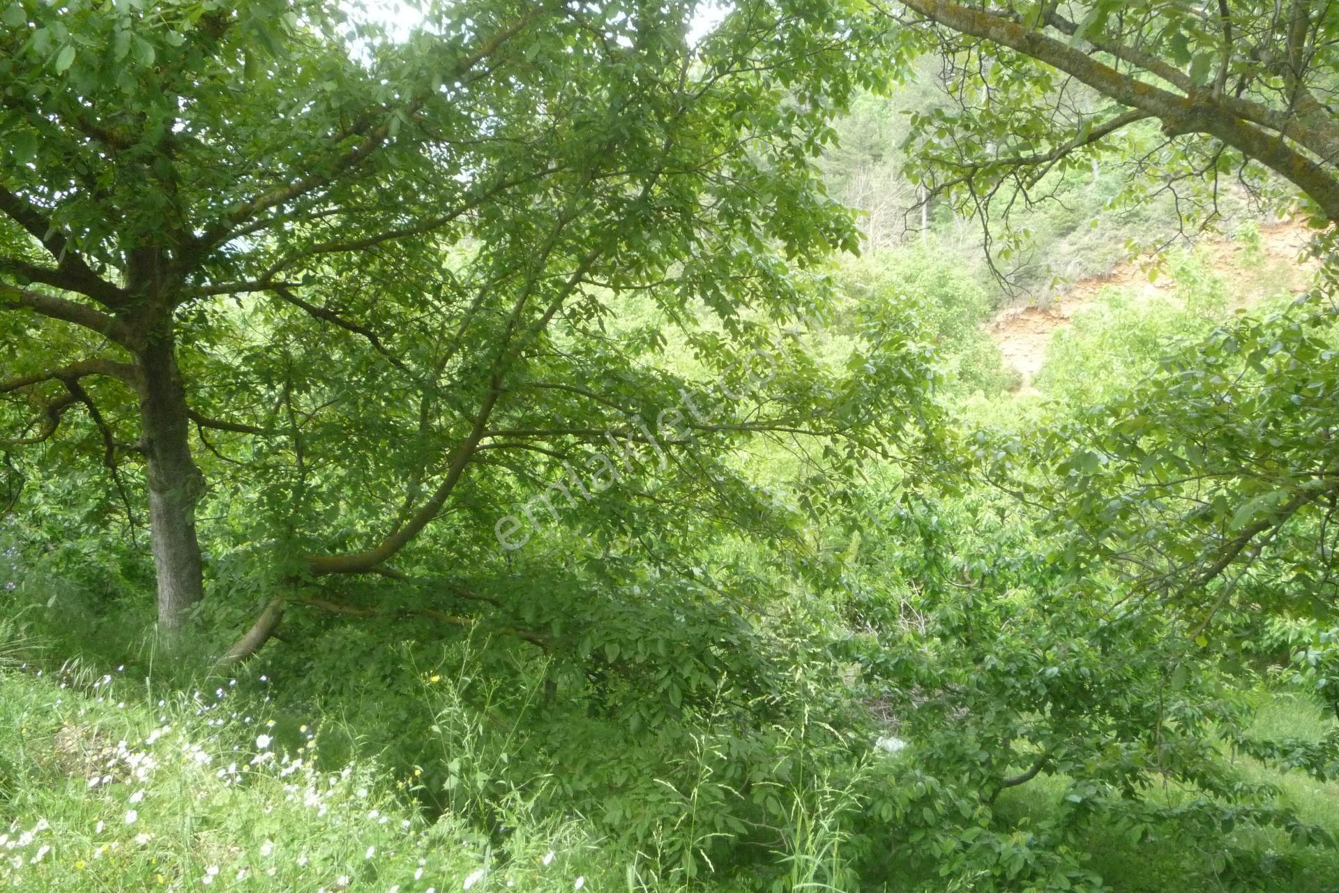 İzmir Torbalı Gold Emlaktan Harika Satılık Bahçe.. - Görsel 6