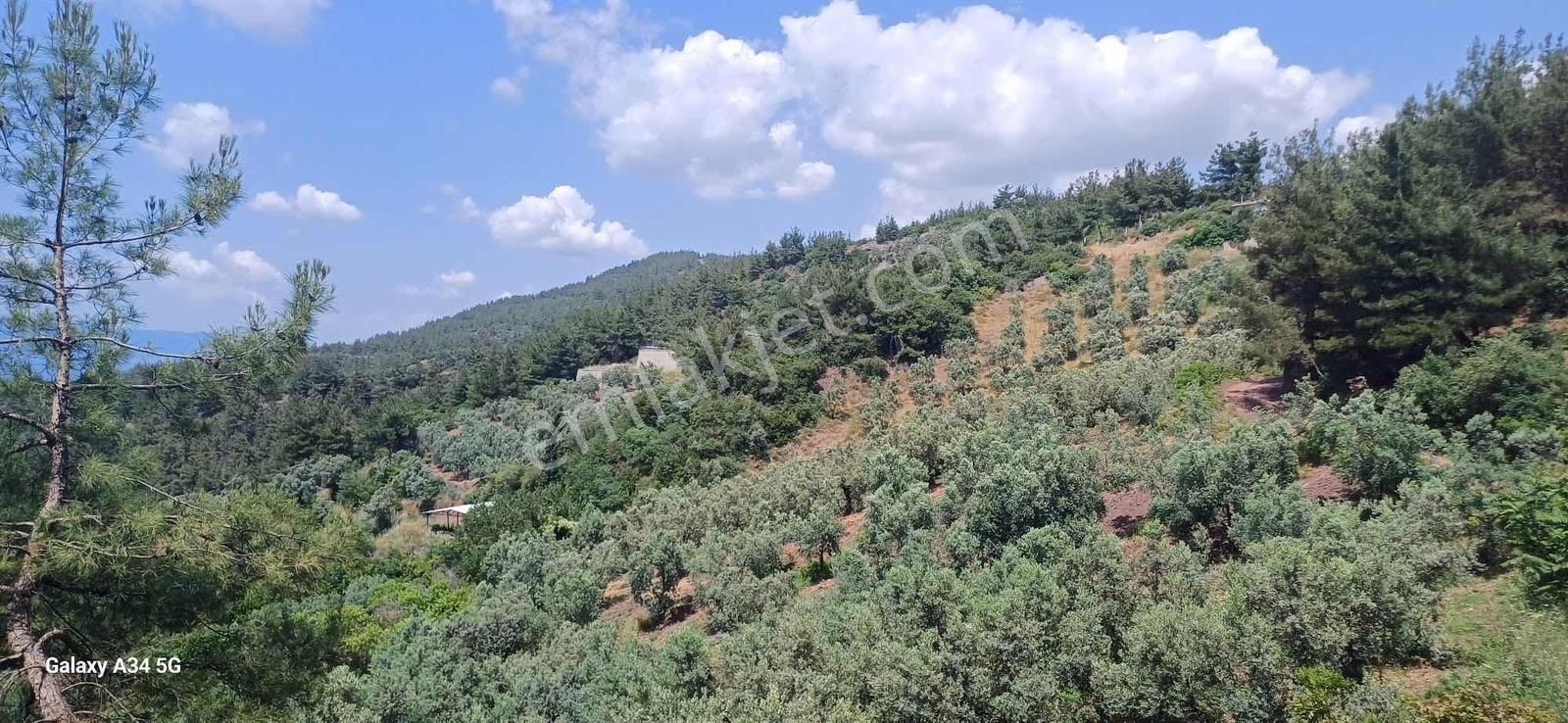 Deniz Manzaralı Orman Alanına Cephe Fırsat Satılık Tarla - Görsel 3