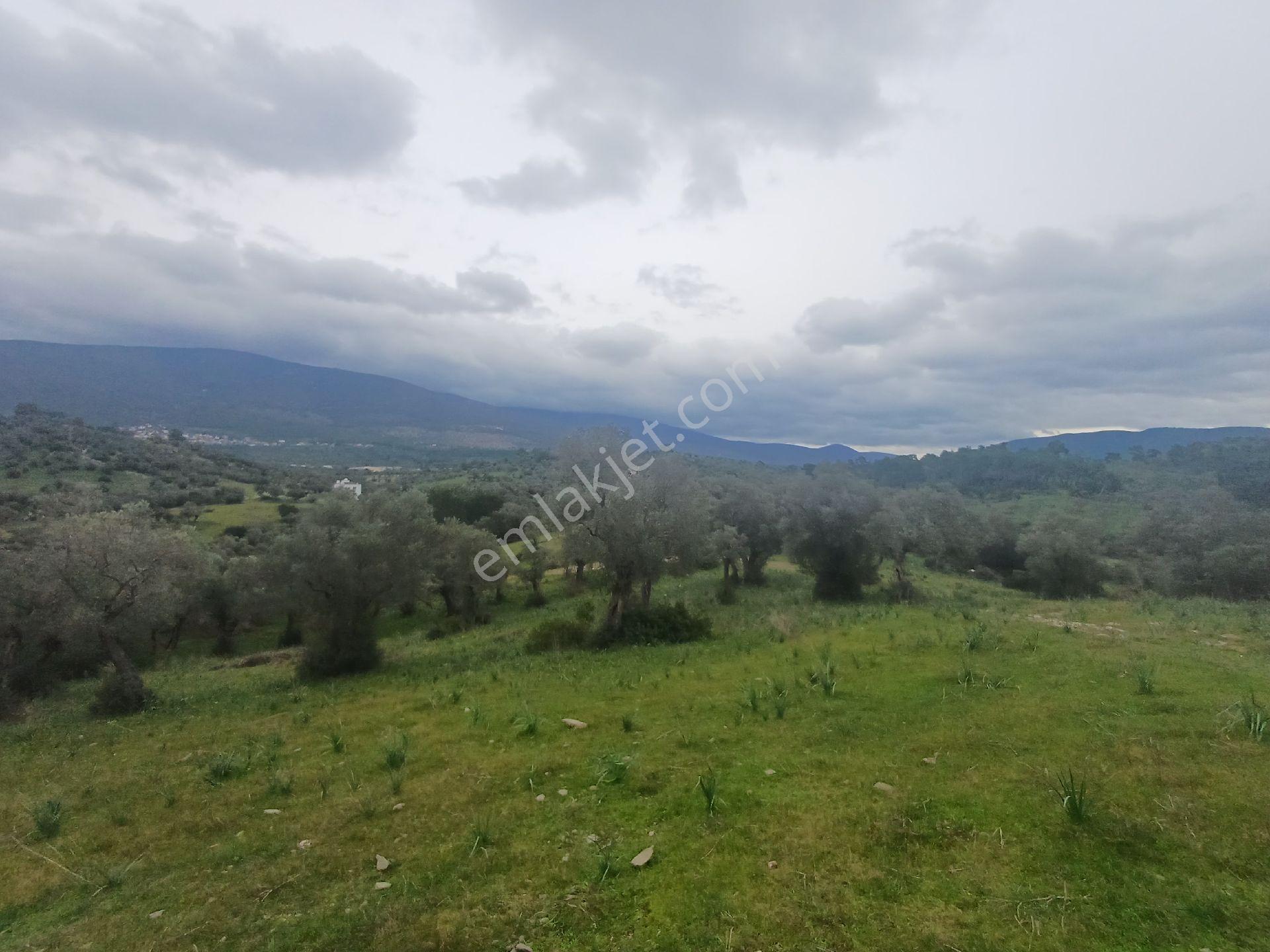 Milas Kazıklı Mahallesi'nde Satılık 31 Dönüm Zeytinlik - Görsel 10