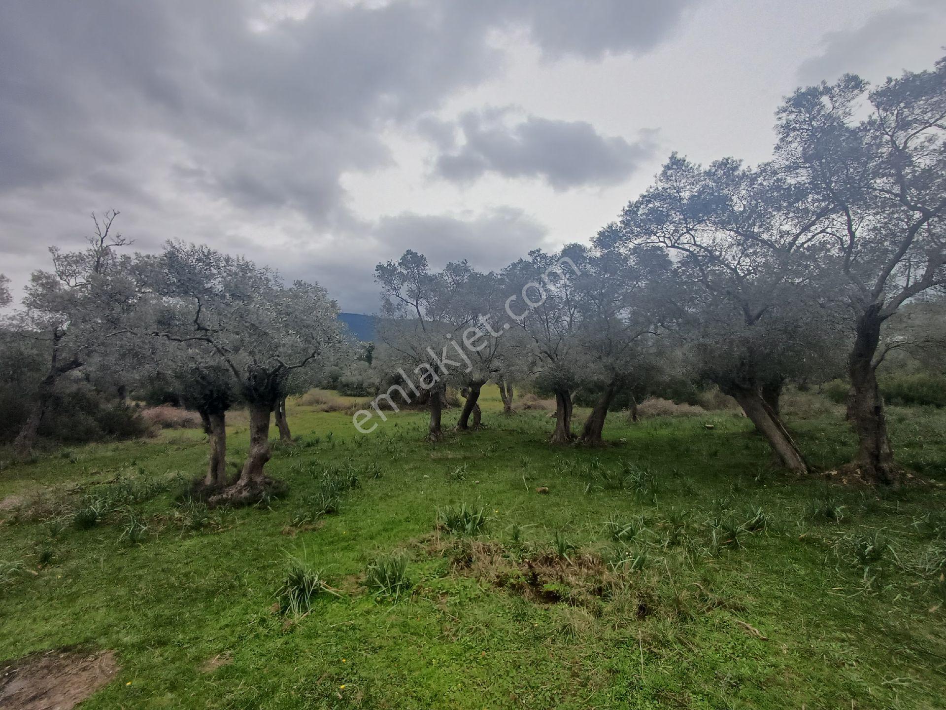 Milas Kazıklı Mahallesi'nde Satılık 31 Dönüm Zeytinlik - Görsel 2