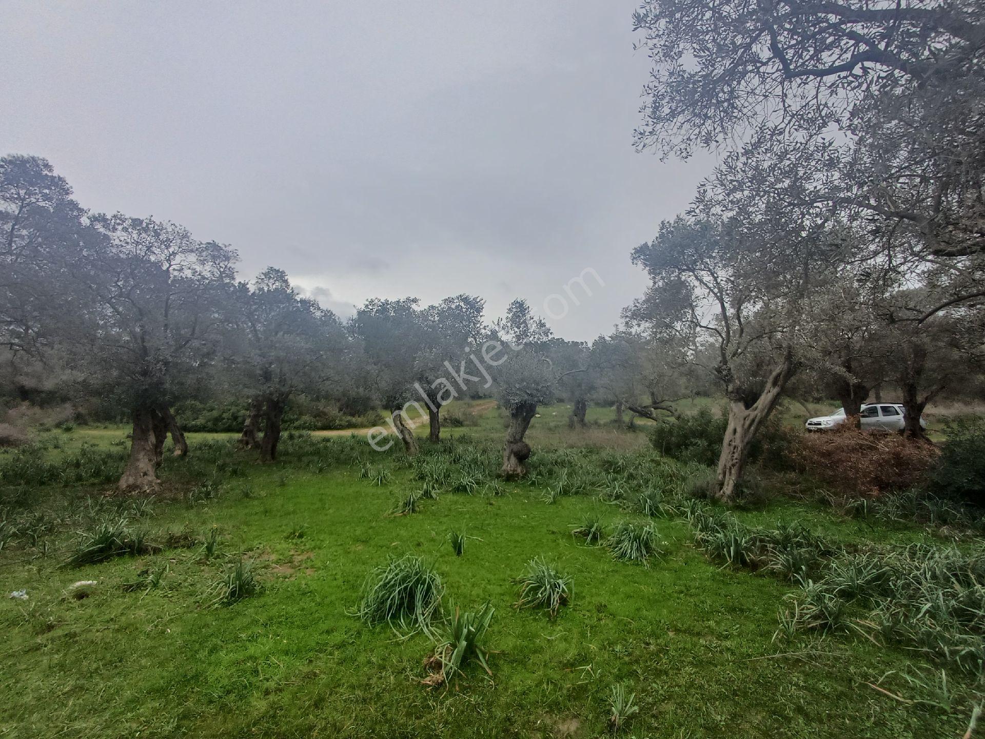 Milas Kazıklı Mahallesi'nde Satılık 31 Dönüm Zeytinlik - Görsel 21