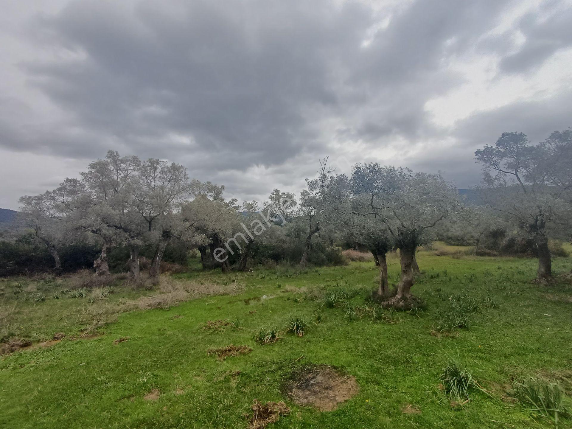 Milas Kazıklı Mahallesi'nde Satılık 31 Dönüm Zeytinlik