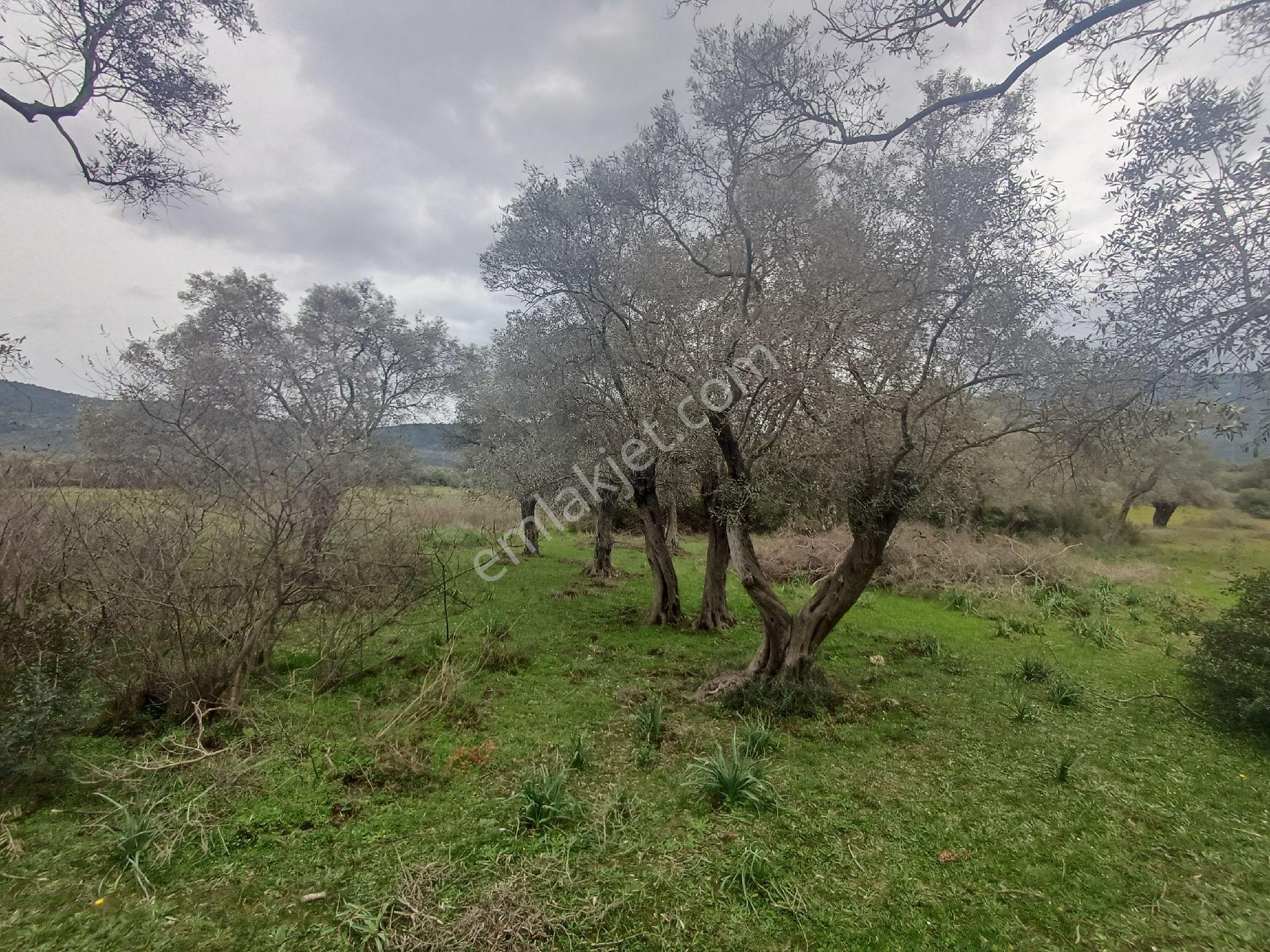 Milas Kazıklı Mahallesi'nde Satılık 31 Dönüm Zeytinlik - Görsel 4