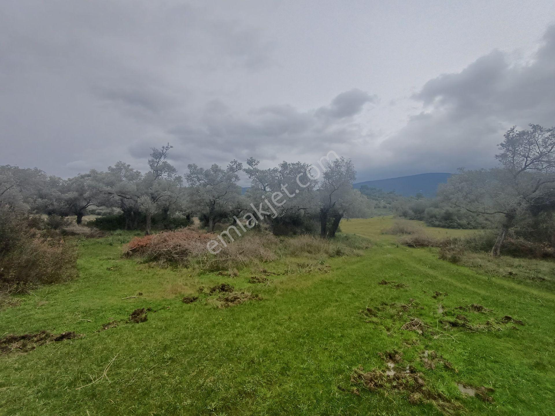 Milas Kazıklı Mahallesi'nde Satılık 31 Dönüm Zeytinlik - Görsel 18