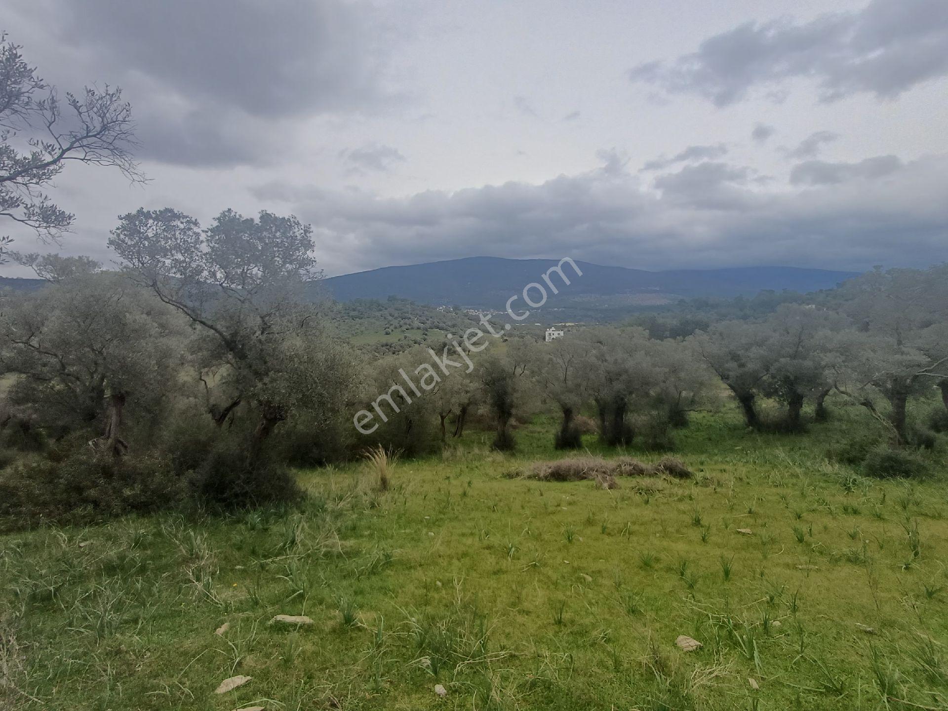 Milas Kazıklı Mahallesi'nde Satılık 31 Dönüm Zeytinlik - Görsel 12