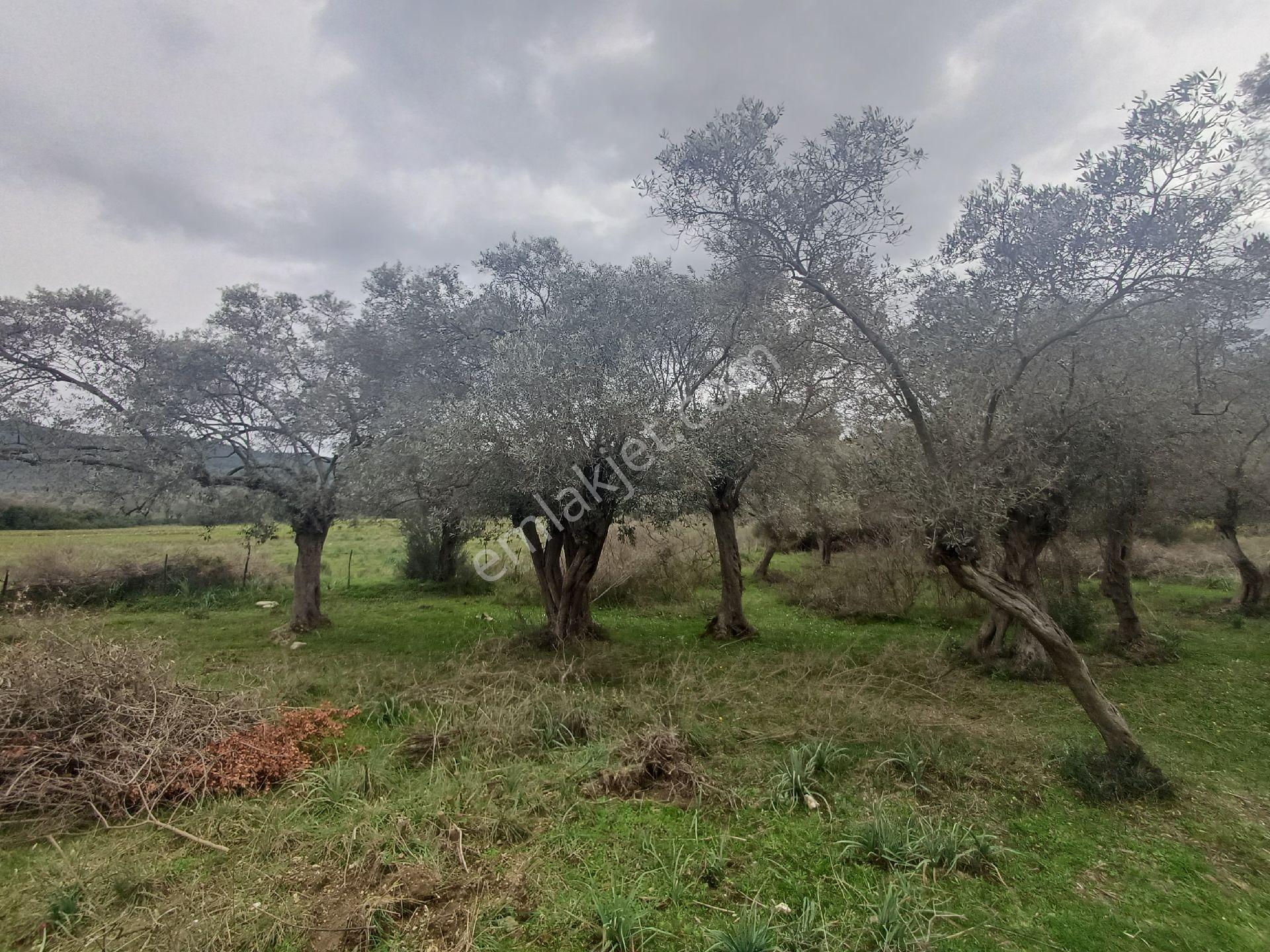 Milas Kazıklı Mahallesi'nde Satılık 31 Dönüm Zeytinlik - Görsel 5
