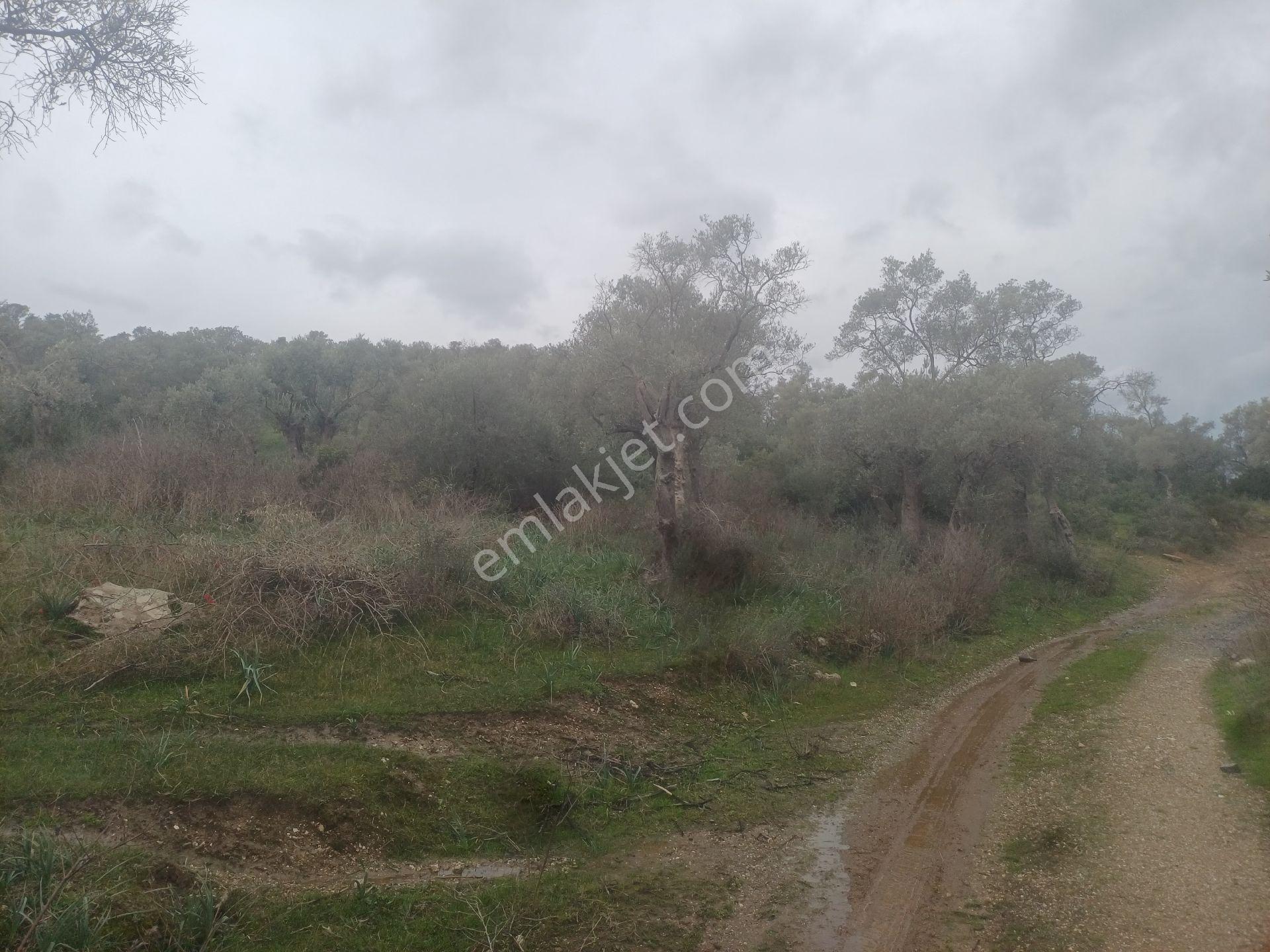 Milas Kazıklı Mahallesi'nde Satılık 31 Dönüm Zeytinlik - Görsel 13