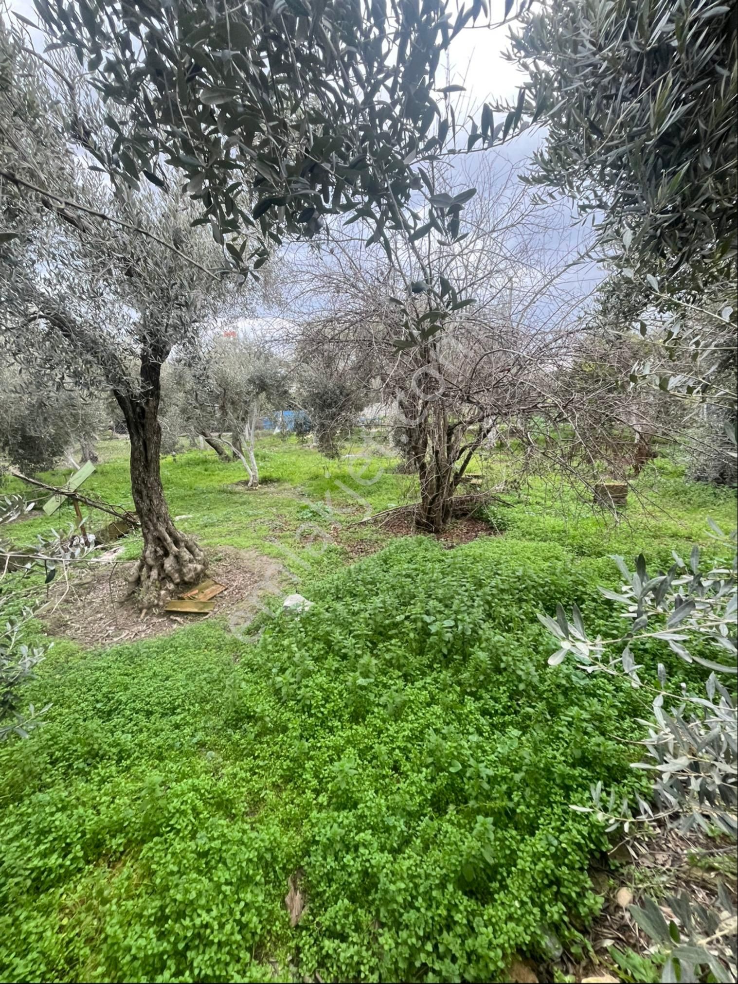 Ultra Lüx Villa - Görsel 26