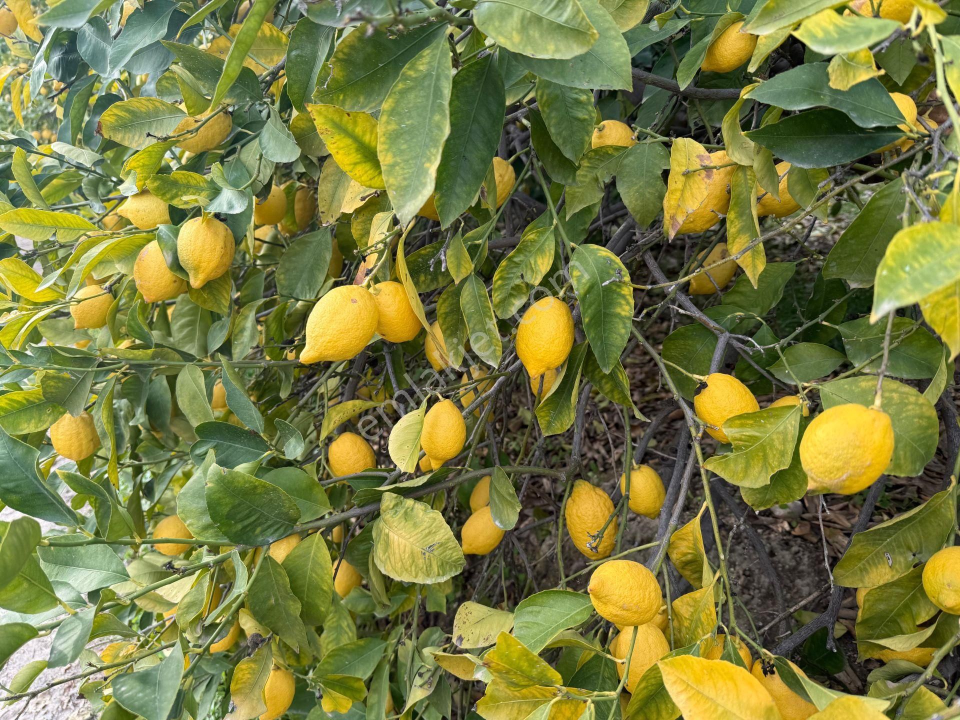 Bolkar Emlaktan Tece'de Deniz Manzaralı Bahçeli 2+1 Ev Ve Bahçe - Görsel 12