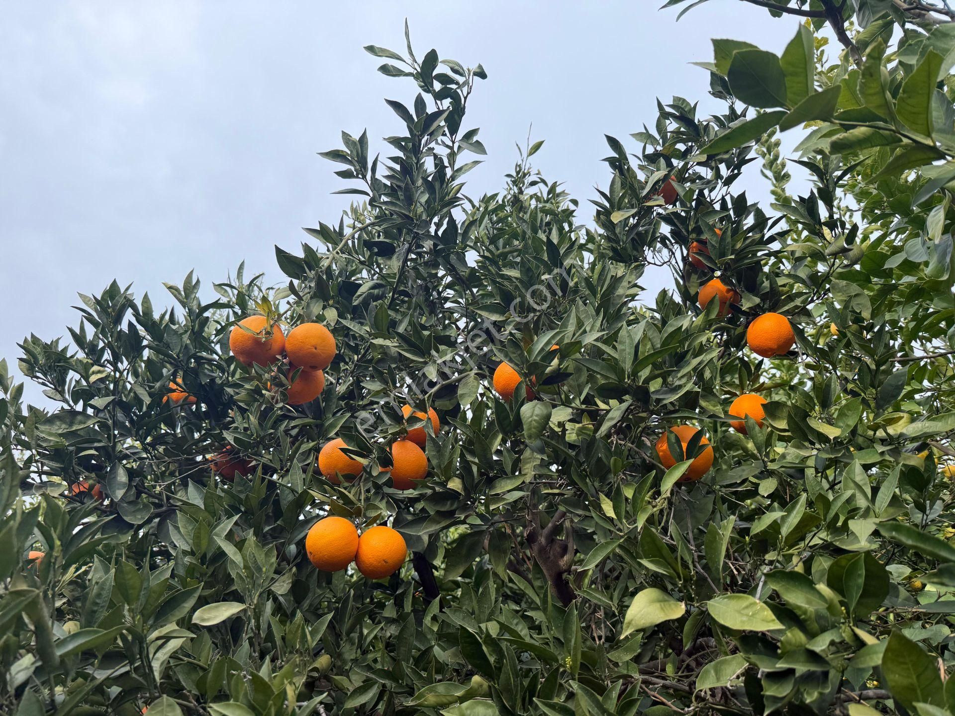 Bolkar Emlaktan Tece'de Deniz Manzaralı Bahçeli 2+1 Ev Ve Bahçe - Görsel 18