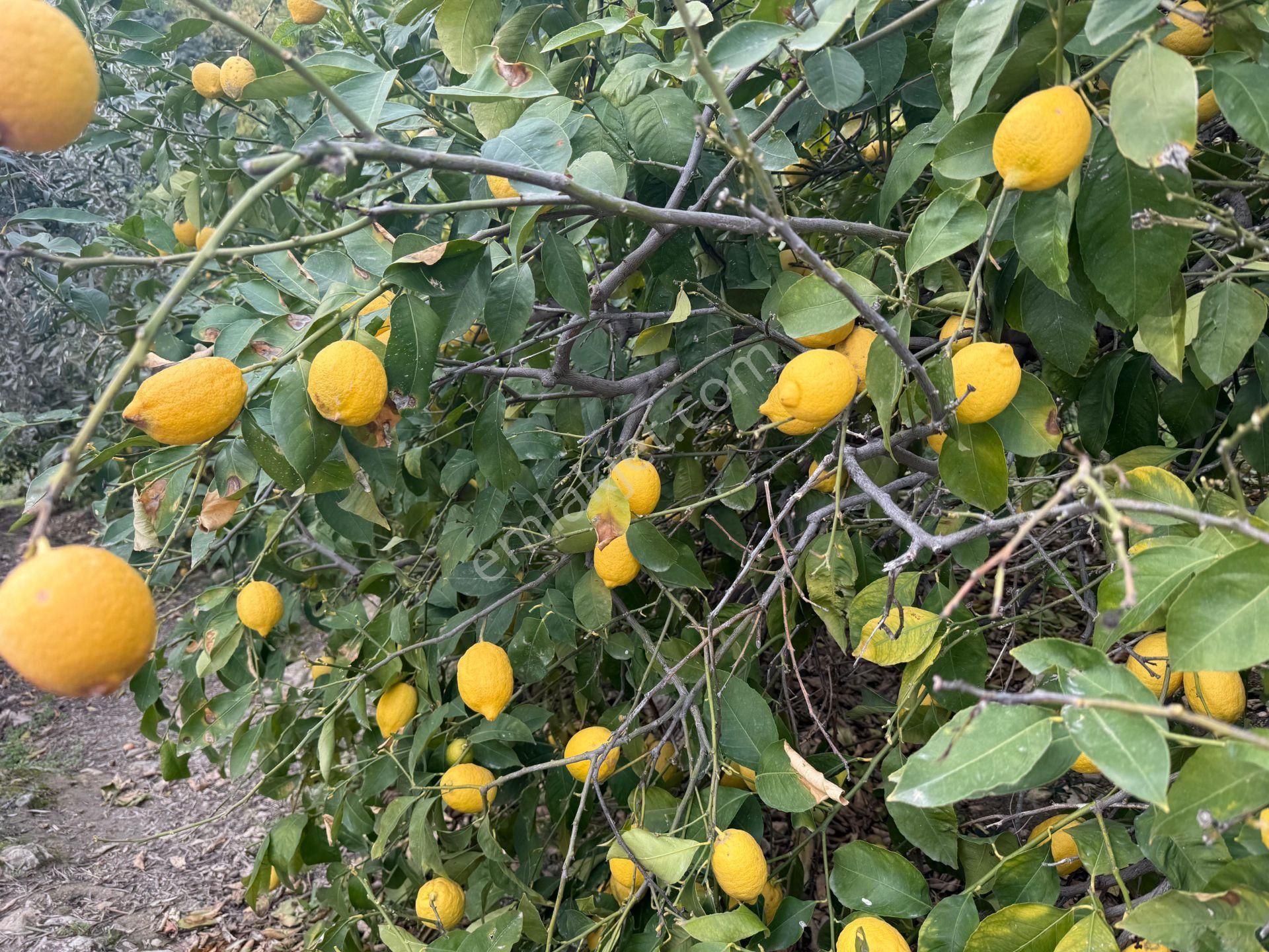 Bolkar Emlaktan Tece'de Deniz Manzaralı Bahçeli 2+1 Ev Ve Bahçe - Görsel 14