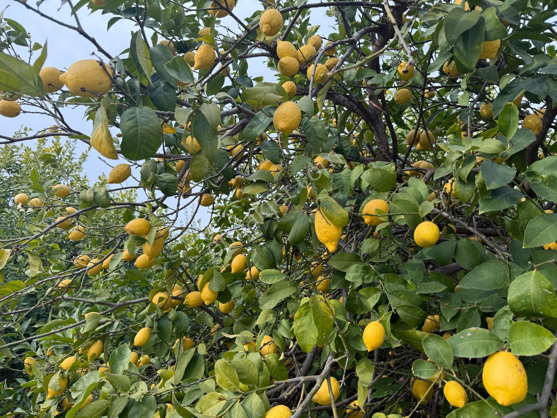 Bolkar Emlaktan Tece'de Deniz Manzaralı Bahçeli 2+1 Ev Ve Bahçe - Görsel 13