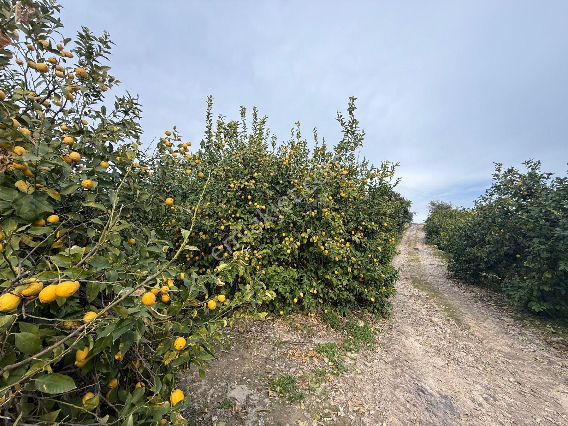 Bolkar Emlaktan Tece'de Deniz Manzaralı Bahçeli 2+1 Ev Ve Bahçe - Görsel 19