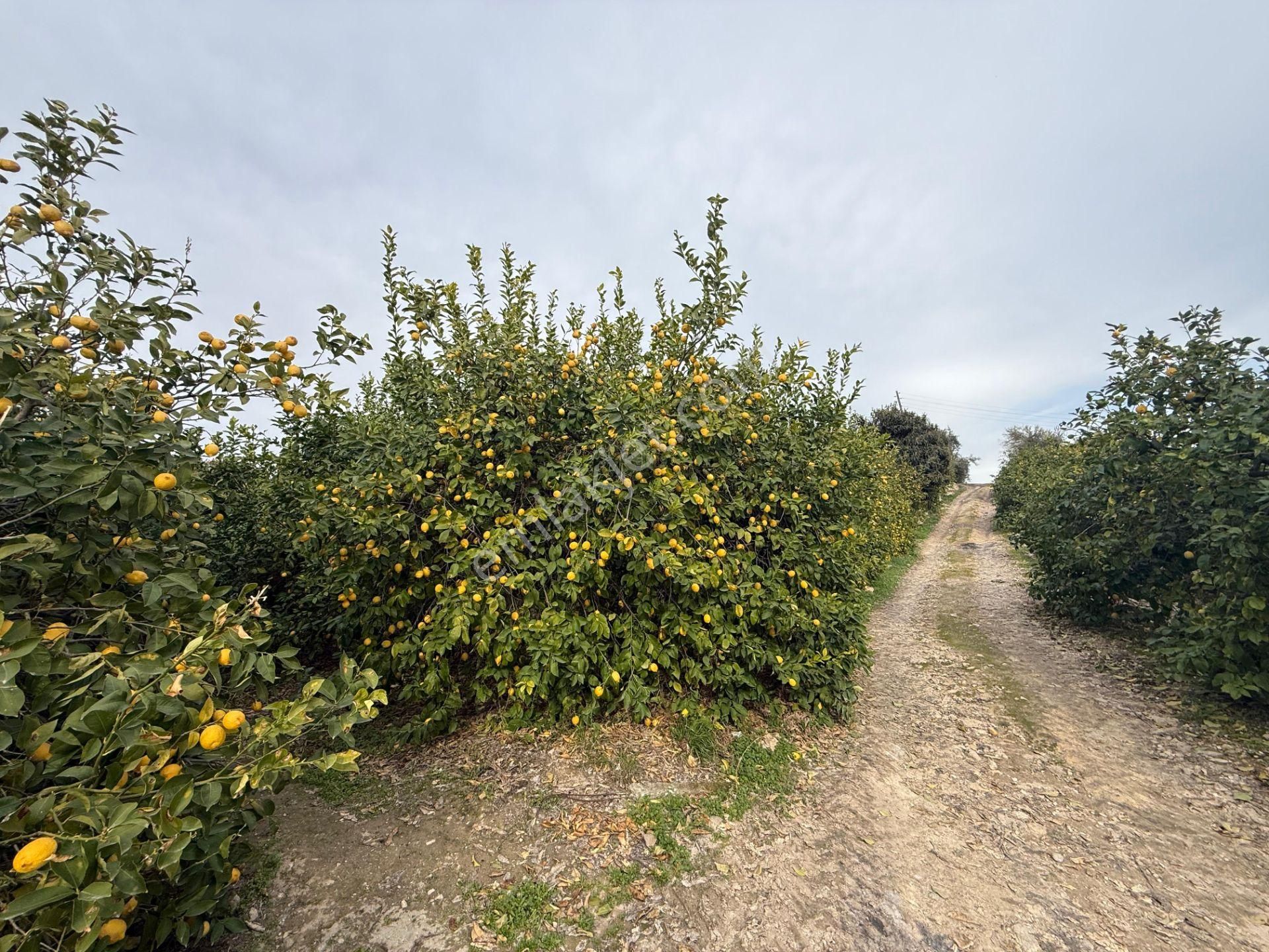 Bolkar Emlaktan Tece'de Deniz Manzaralı Bahçeli 2+1 Ev Ve Bahçe - Görsel 16