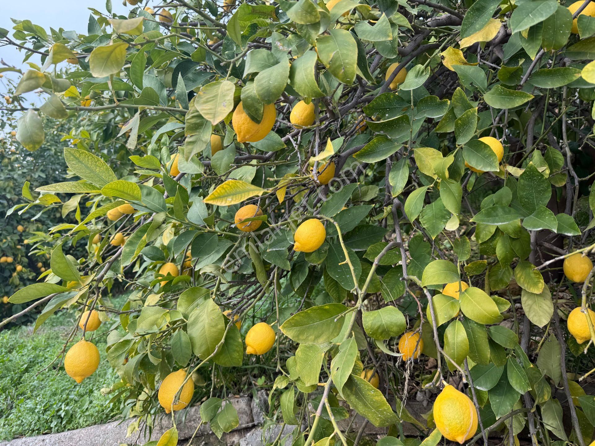 Bolkar Emlaktan Tece'de Deniz Manzaralı Bahçeli 2+1 Ev Ve Bahçe - Görsel 10