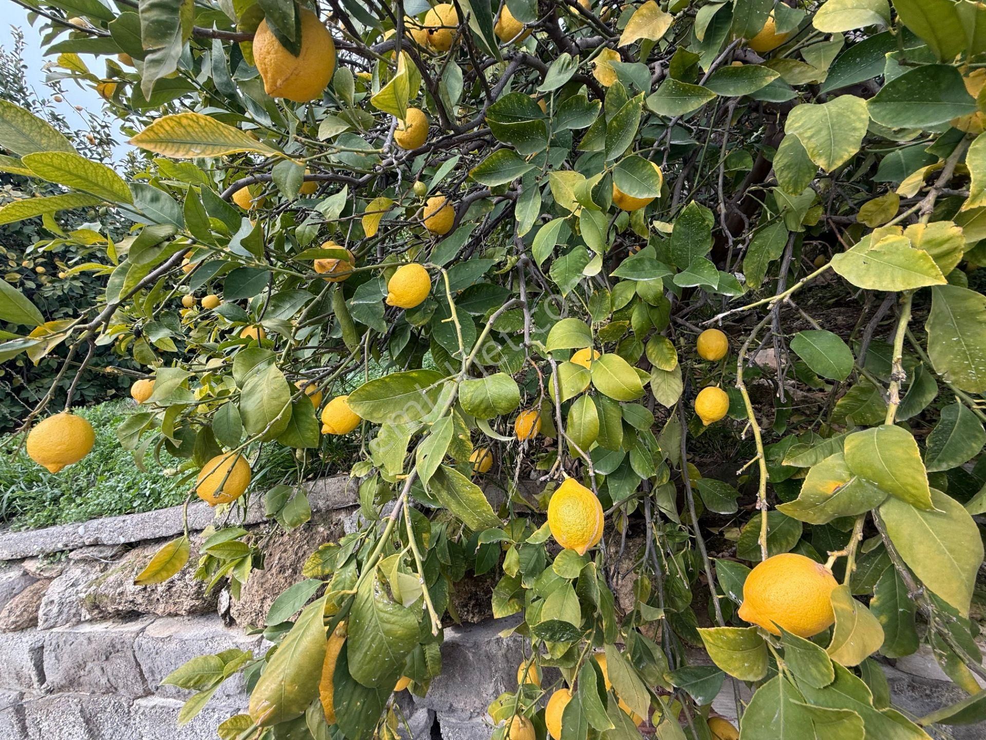 Bolkar Emlaktan Tece'de Deniz Manzaralı Bahçeli 2+1 Ev Ve Bahçe - Görsel 9
