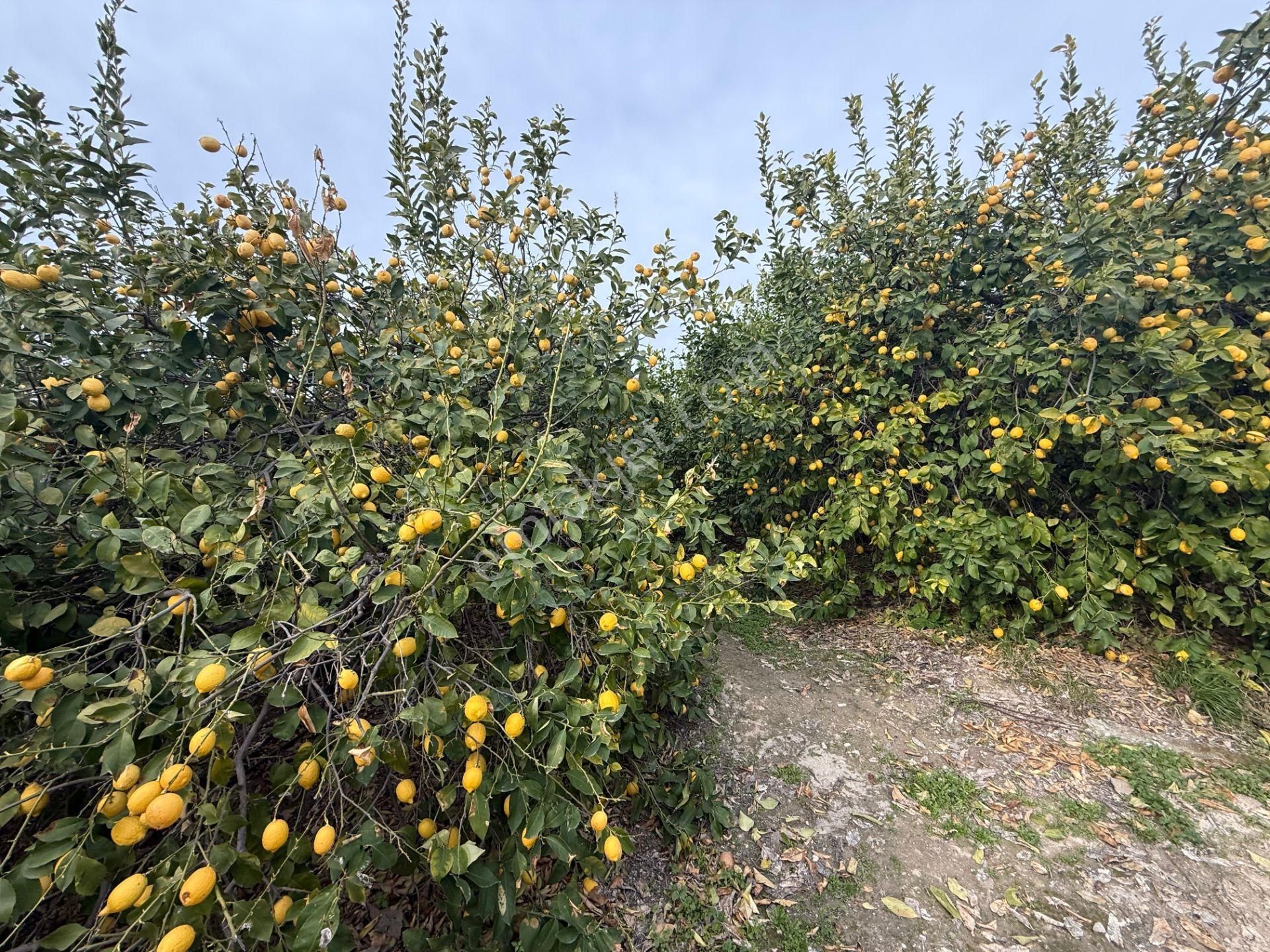 Bolkar Emlaktan Tece'de Deniz Manzaralı Bahçeli 2+1 Ev Ve Bahçe - Görsel 17