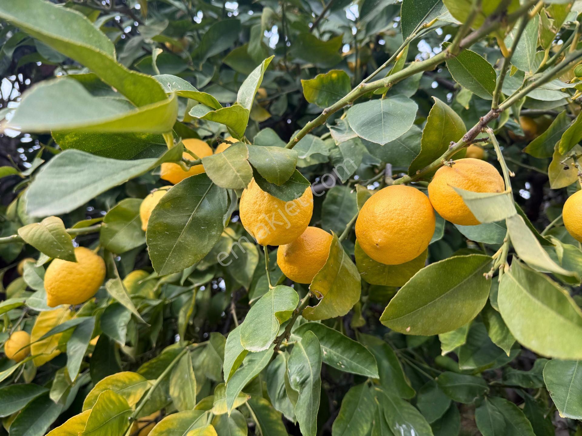 Bolkar Emlaktan Tece'de Deniz Manzaralı Bahçeli 2+1 Ev Ve Bahçe - Görsel 11