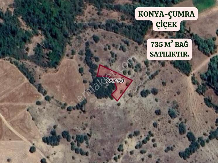 Konya Çumra Çiçek Köyünde 735 M² Bağ Satılıktır - Görsel 2