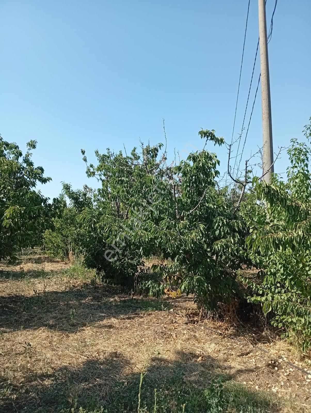Kemalpaşa Bağyurdu Yeni Mah 170 Adet Kiraz Ağaçlı Tarla 3000m M2 - Görsel 13
