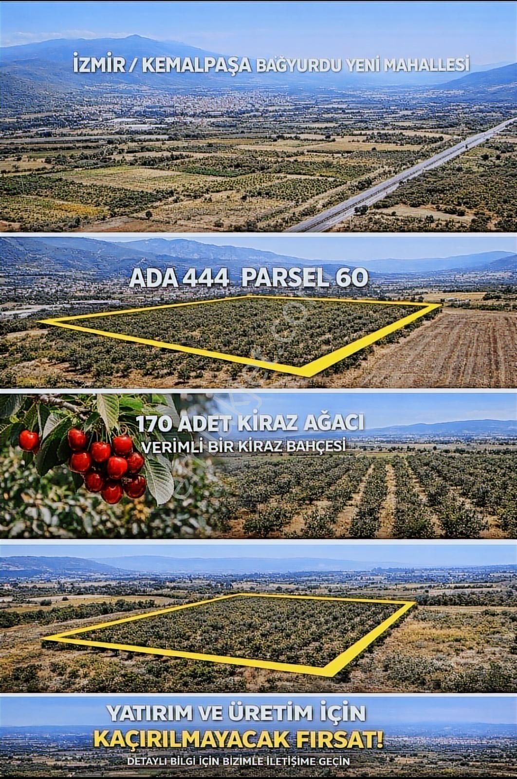 Kemalpaşa Bağyurdu Yeni Mah 170 Adet Kiraz Ağaçlı Tarla 3000m M2 - Görsel 3
