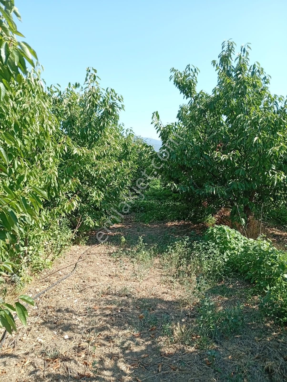 Kemalpaşa Bağyurdu Yeni Mah 170 Adet Kiraz Ağaçlı Tarla 3000m M2 - Görsel 10