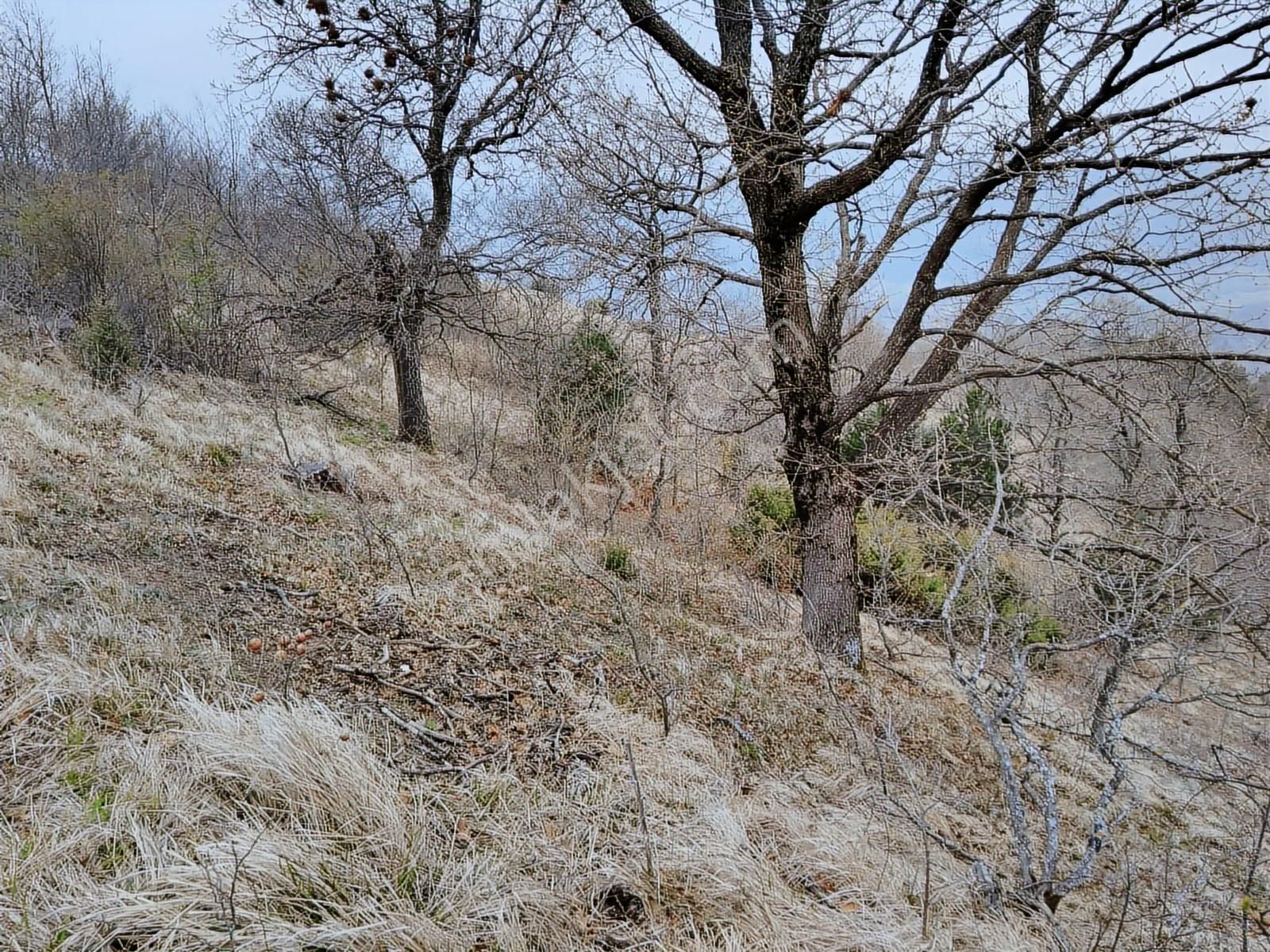 Bursa İznik Mecidiye 7638 M2 Satılık Tarla - Görsel 10