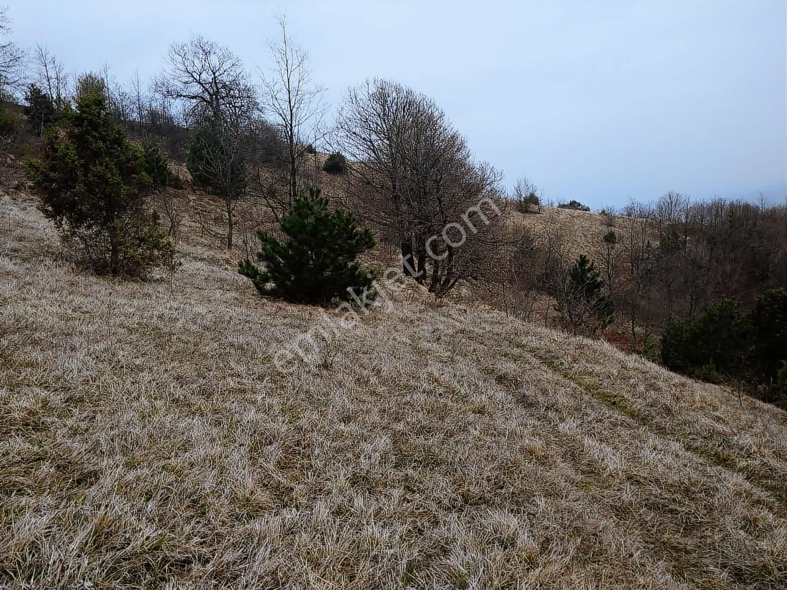 Bursa İznik Mecidiye 7638 M2 Satılık Tarla - Görsel 6