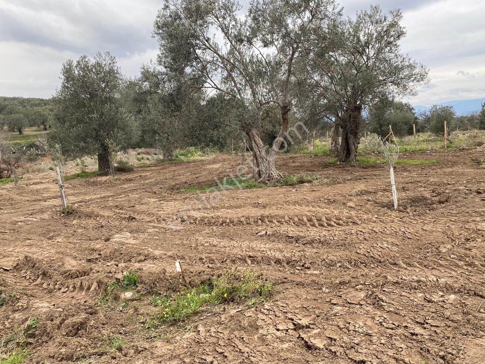 Havran Köylücede Buse Emlaktaan Çay Kenarı 1120 M2 Satılık Zeytinlik - Görsel 9
