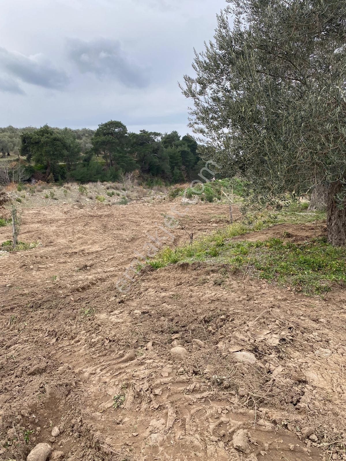 Havran Köylücede Buse Emlaktaan Çay Kenarı 1120 M2 Satılık Zeytinlik - Görsel 10