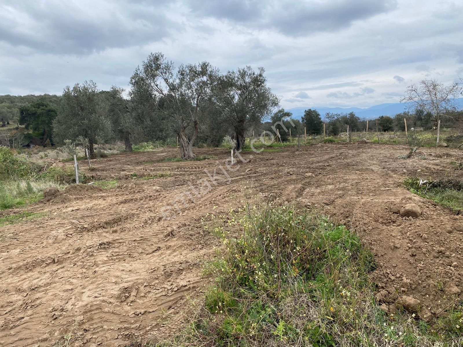 Havran Köylücede Buse Emlaktaan Çay Kenarı 1120 M2 Satılık Zeytinlik - Görsel 8