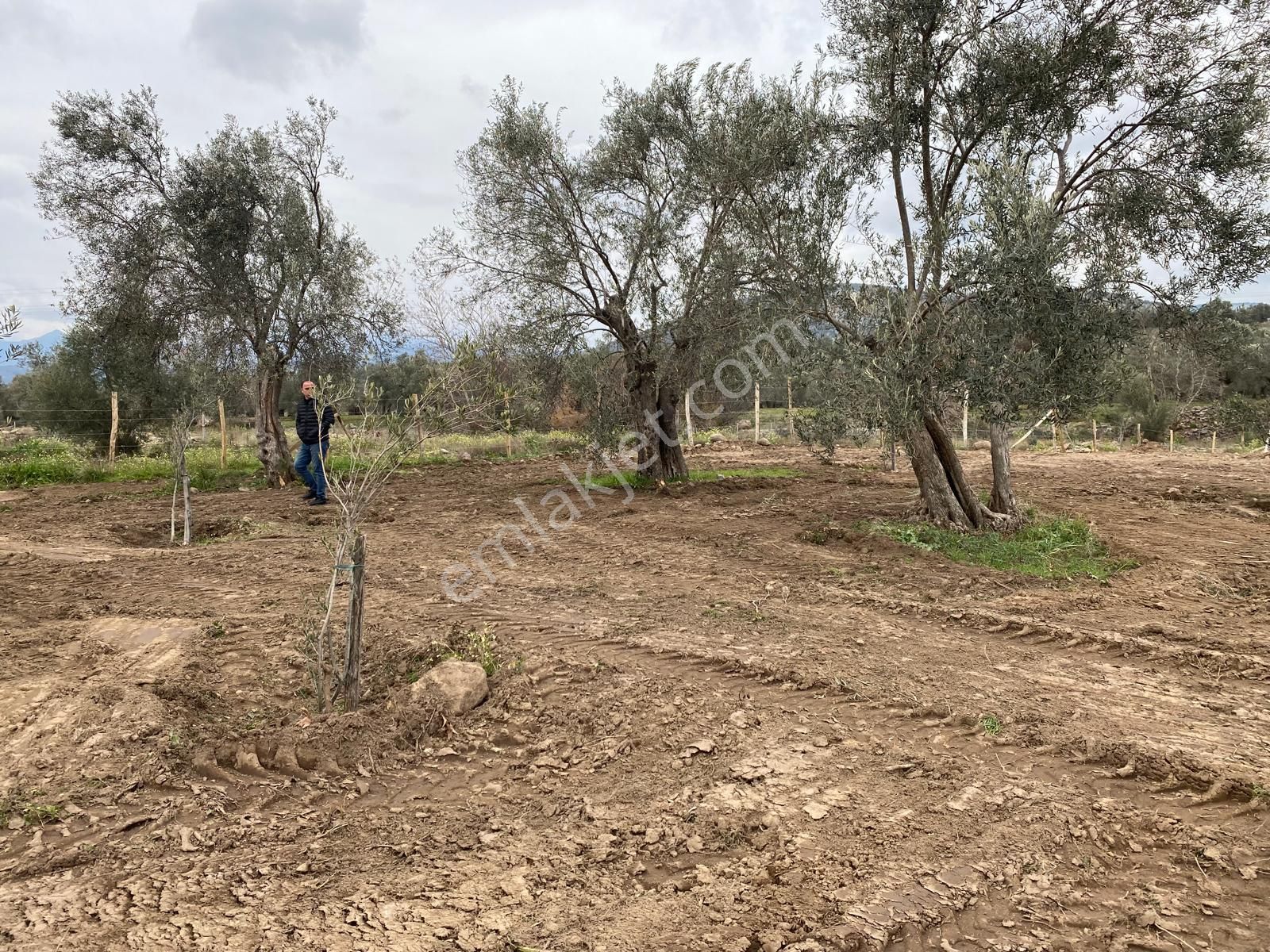 Havran Köylücede Buse Emlaktaan Çay Kenarı 1120 M2 Satılık Zeytinlik - Görsel 11