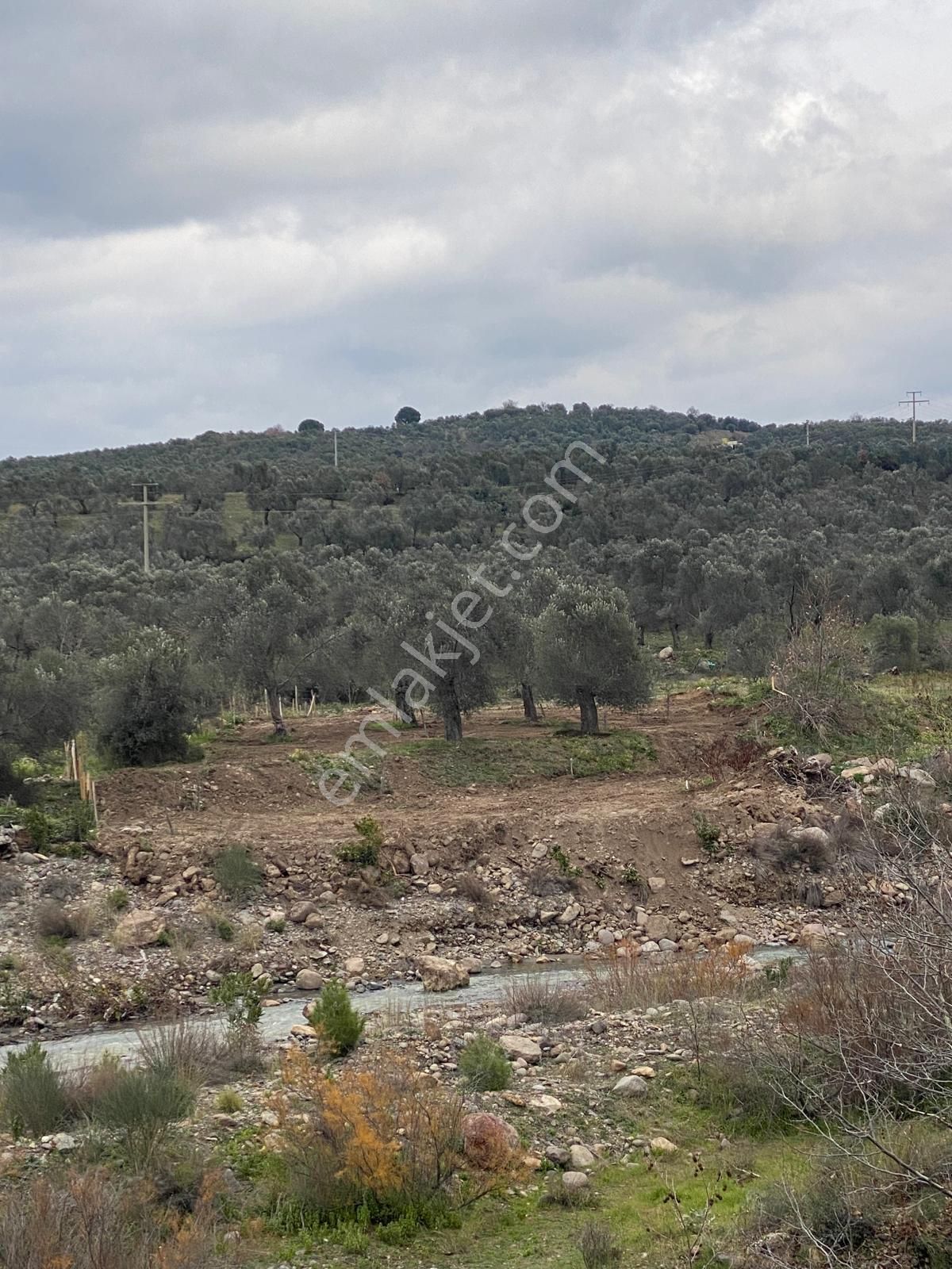 Havran Köylücede Buse Emlaktaan Çay Kenarı 1120 M2 Satılık Zeytinlik - Görsel 5