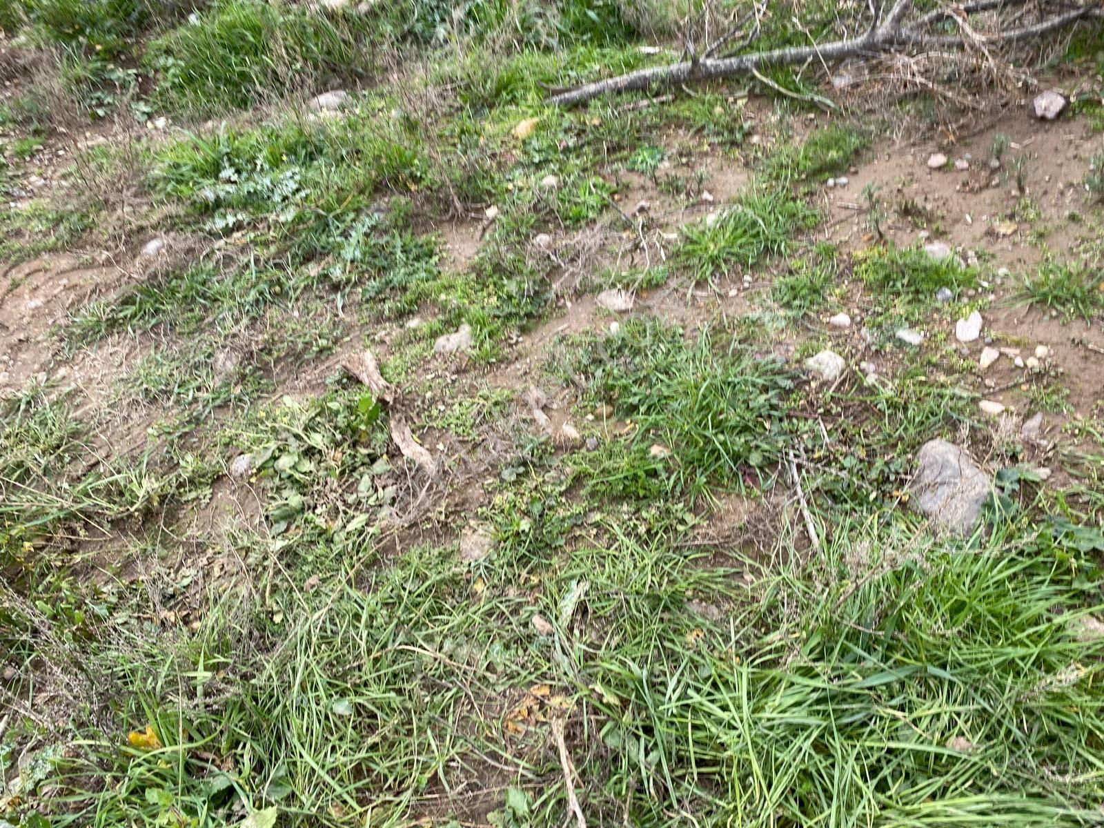Havran Köylücede Buse Emlaktaan Çay Kenarı 1120 M2 Satılık Zeytinlik - Görsel 7