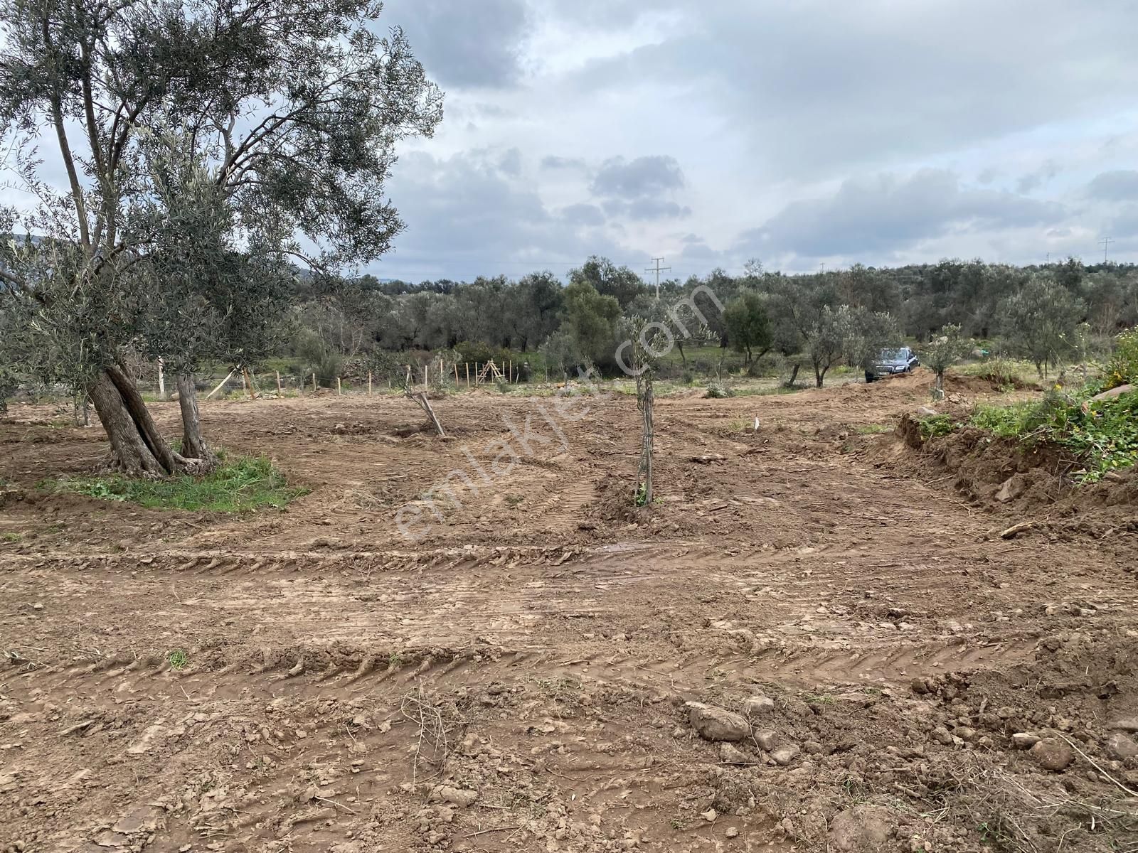 Havran Köylücede Buse Emlaktaan Çay Kenarı 1120 M2 Satılık Zeytinlik