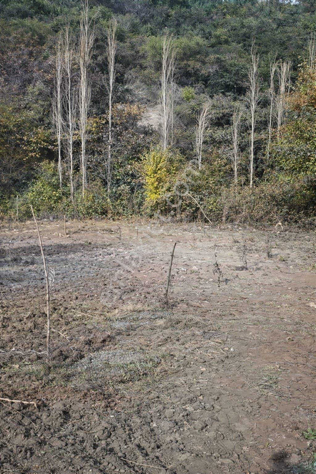 Manisa Akhisar Sabancılarda Satılık Tek Tapu Tarla - Görsel 2