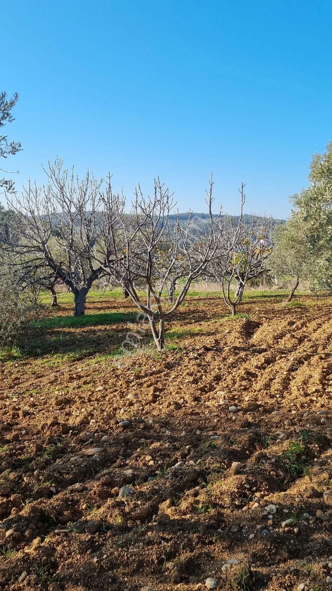 Doğancılar Da 5580m2