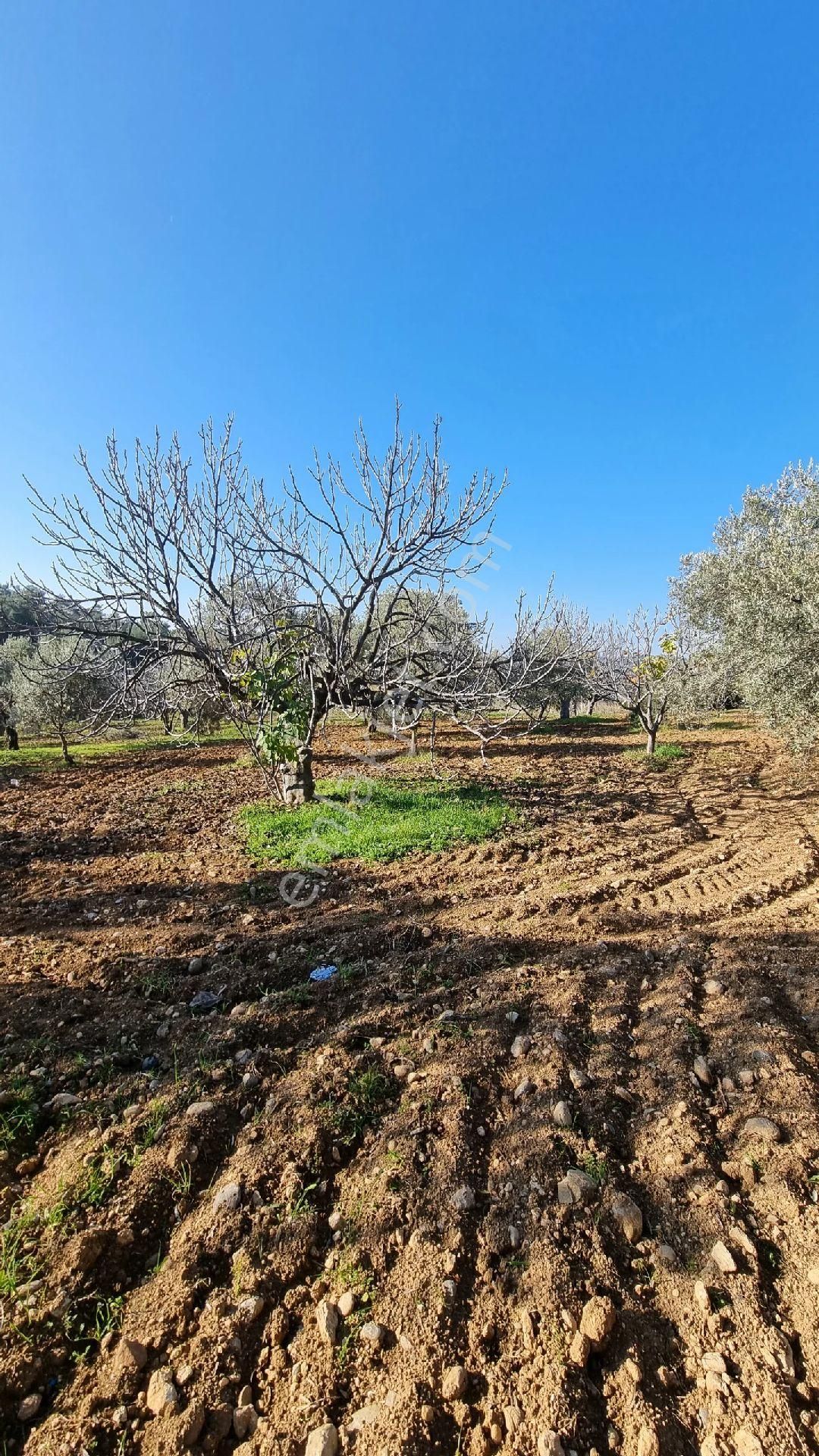 Doğancılar Da 5580m2 - Görsel 4