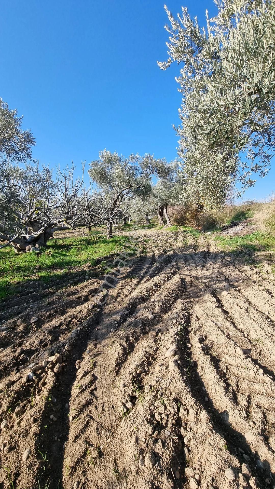Doğancılar Da 5580m2 - Görsel 12