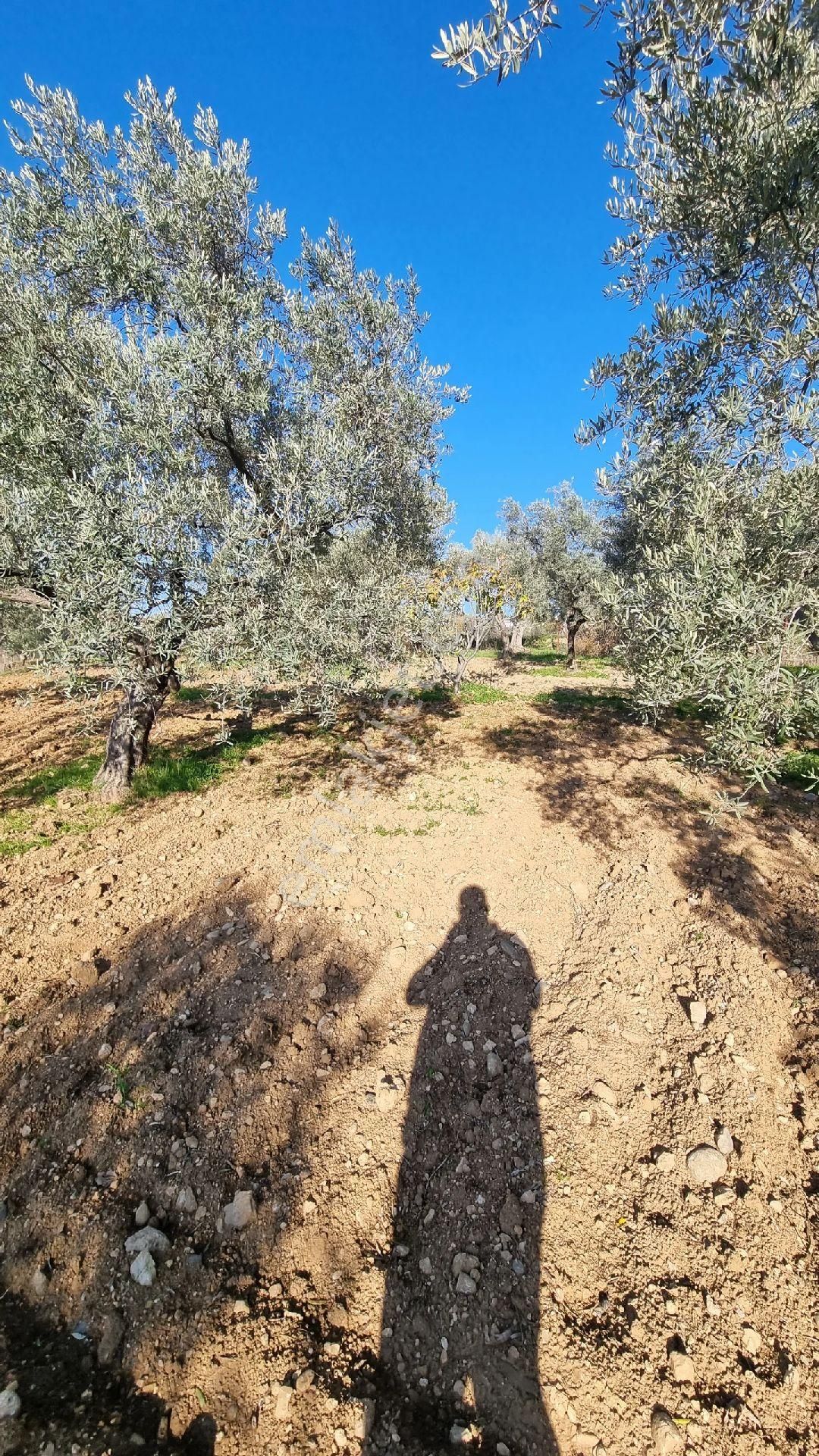 Doğancılar Da 5580m2 - Görsel 11