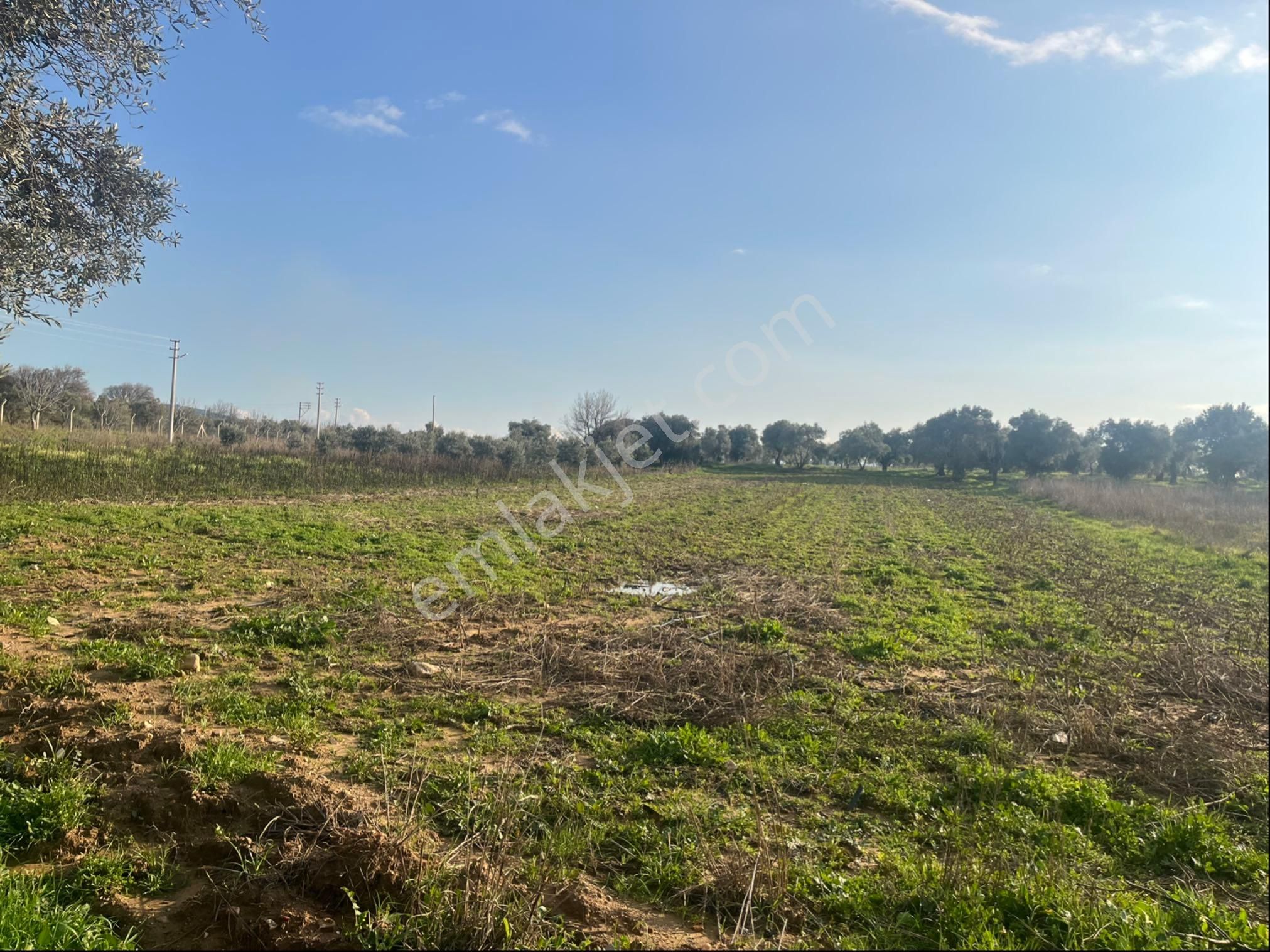 Torbalı Dirmil Mah Aileden Bölünme 2242m2 Tarla Ve Zeytinlik - Görsel 28