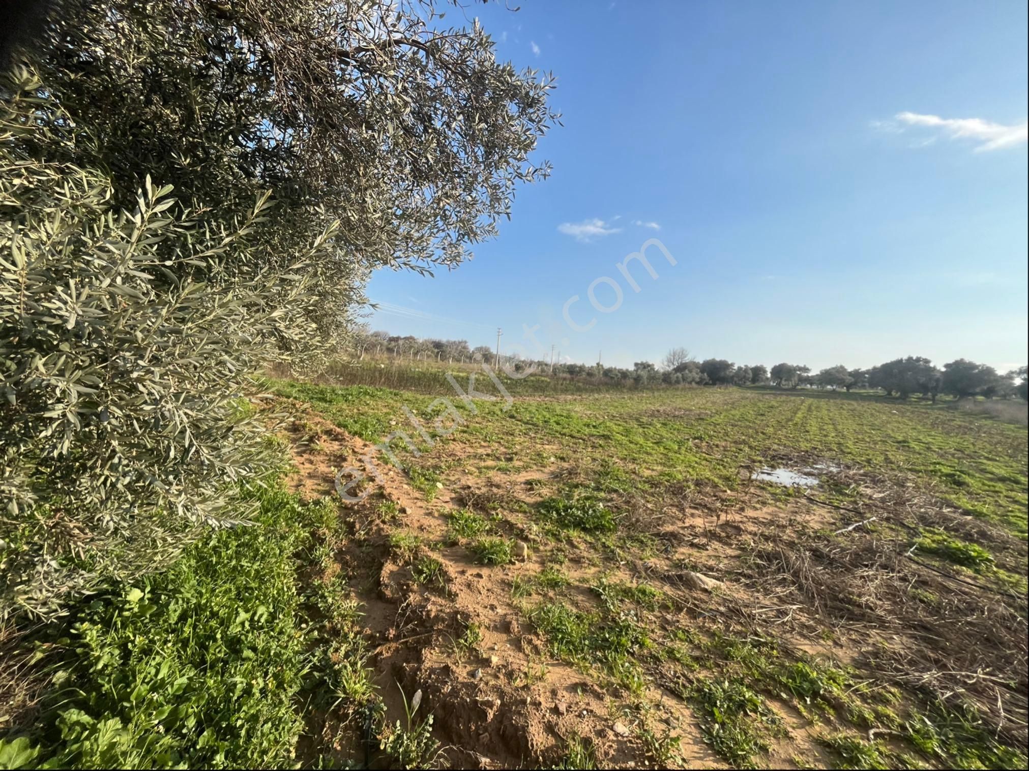 Torbalı Dirmil Mah Aileden Bölünme 2242m2 Tarla Ve Zeytinlik - Görsel 29