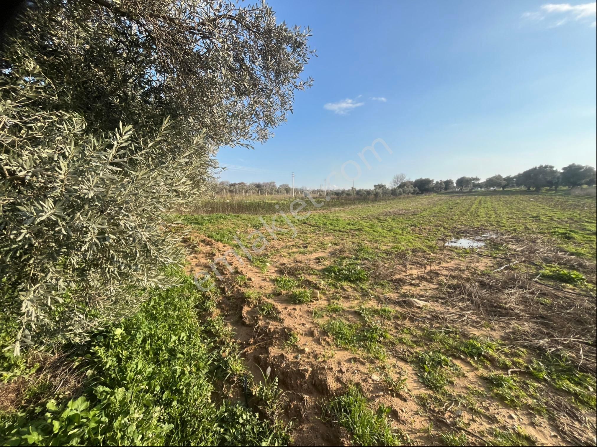 Torbalı Dirmil Mah Aileden Bölünme 2242m2 Tarla Ve Zeytinlik - Görsel 16