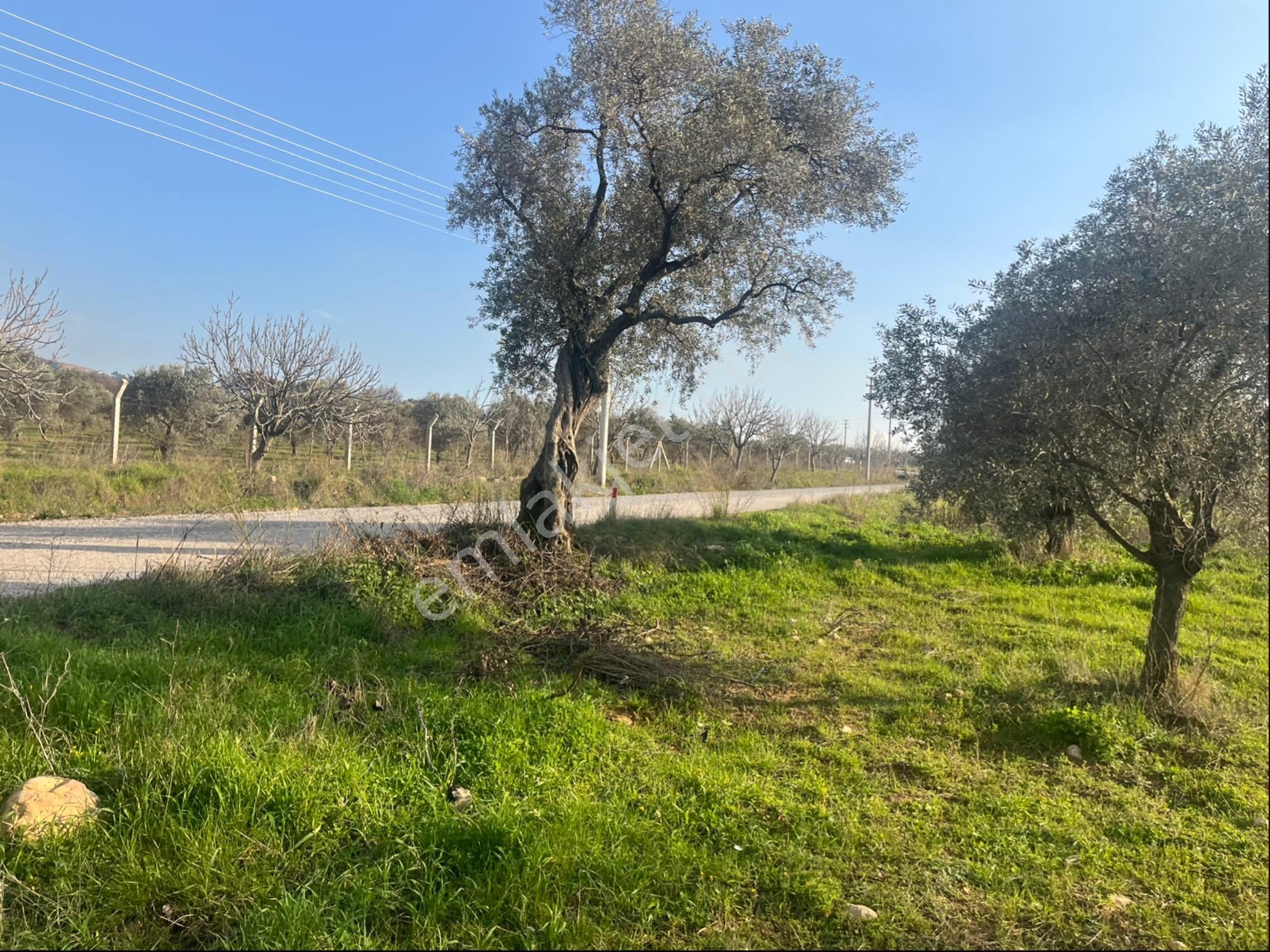 Torbalı Dirmil Mah Aileden Bölünme 2242m2 Tarla Ve Zeytinlik - Görsel 6