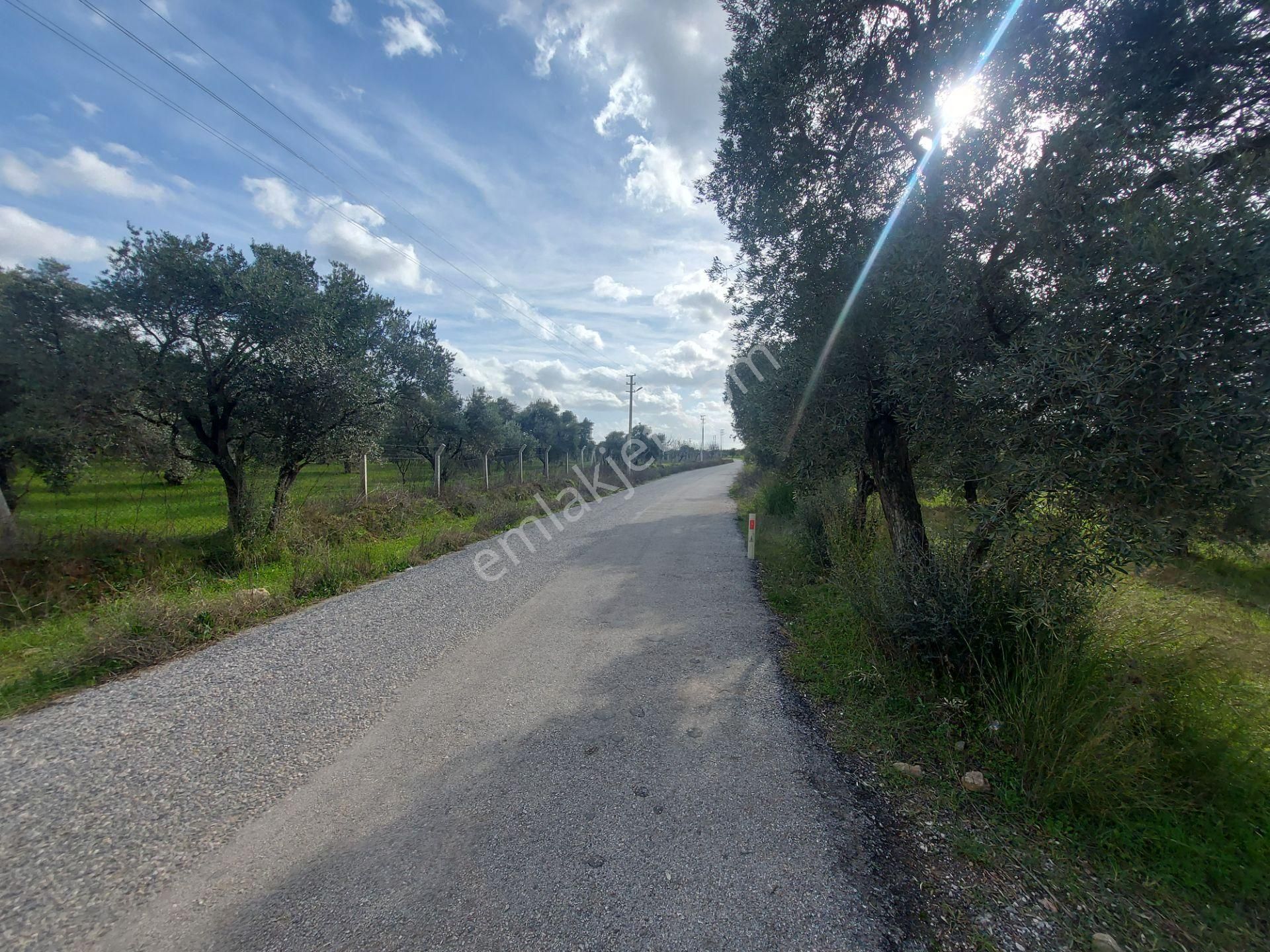 Torbalı Dirmil Mah Aileden Bölünme 2242m2 Tarla Ve Zeytinlik - Görsel 35