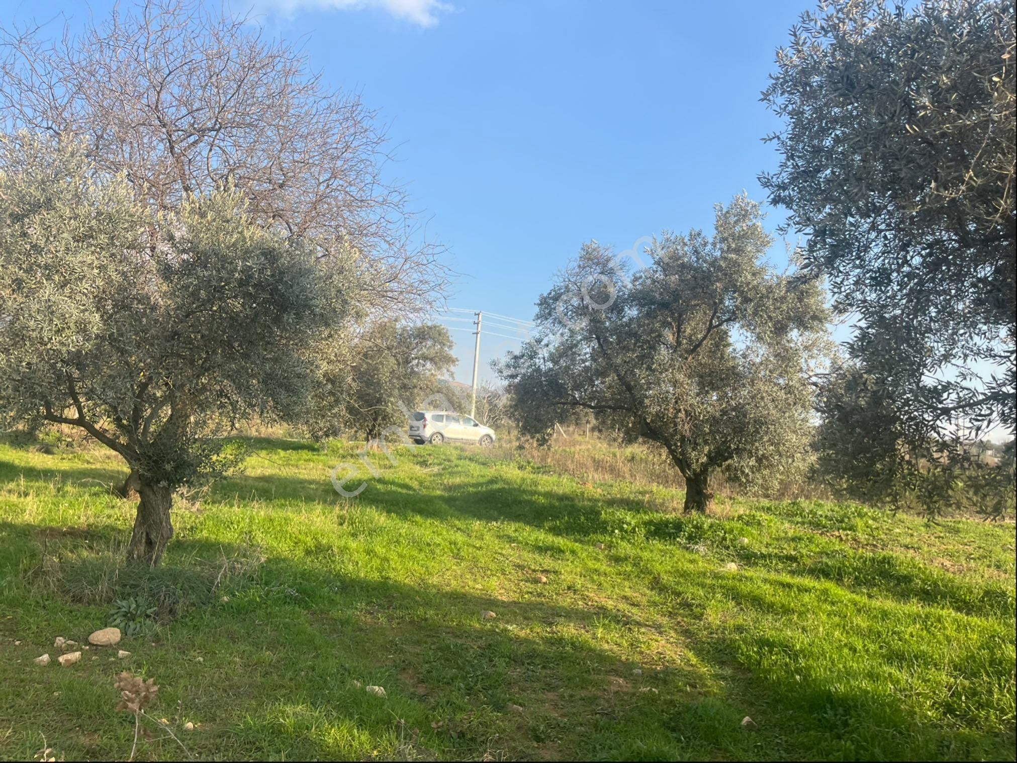 Torbalı Dirmil Mah Aileden Bölünme 2242m2 Tarla Ve Zeytinlik - Görsel 3