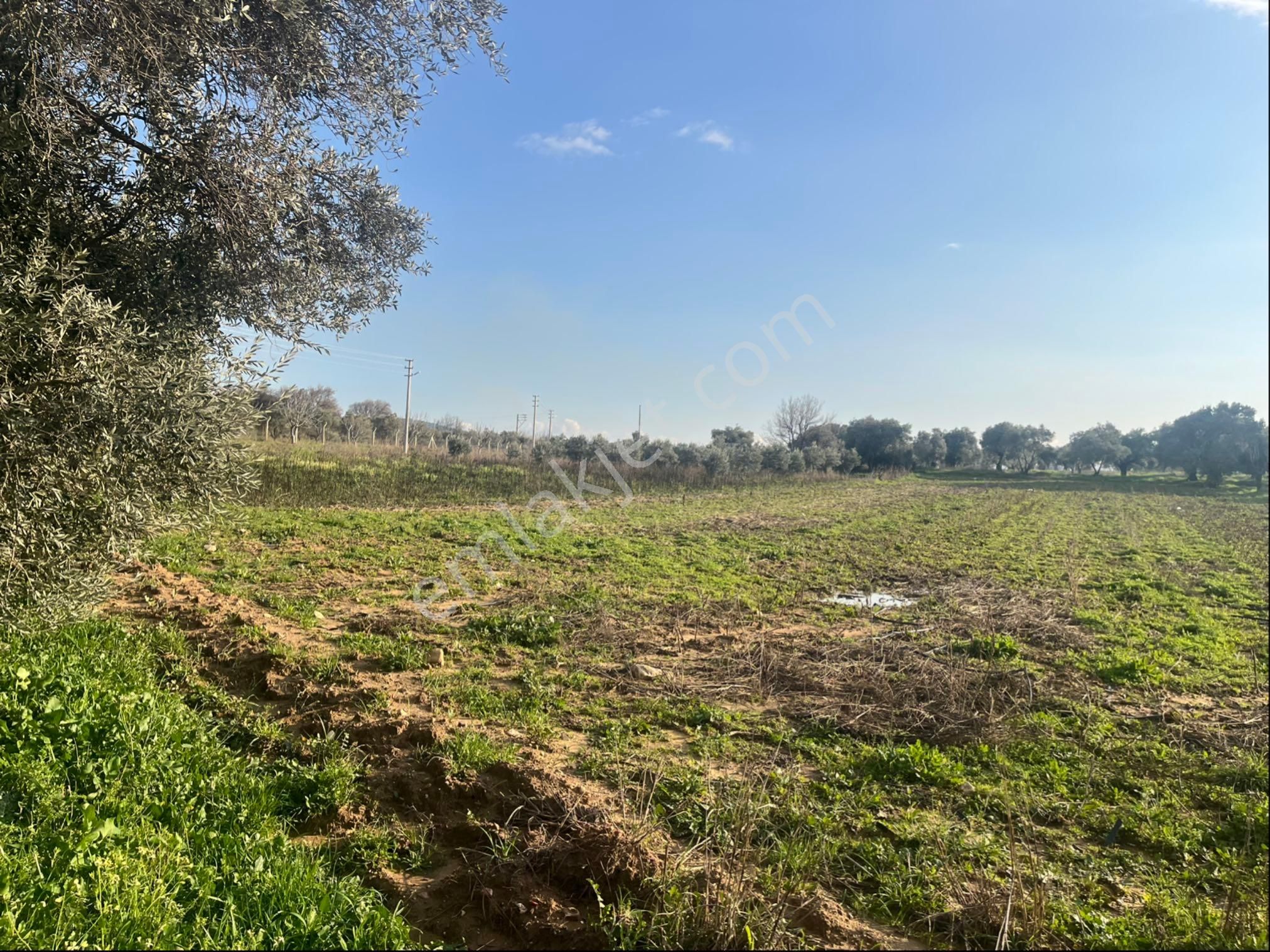 Torbalı Dirmil Mah Aileden Bölünme 2242m2 Tarla Ve Zeytinlik - Görsel 31