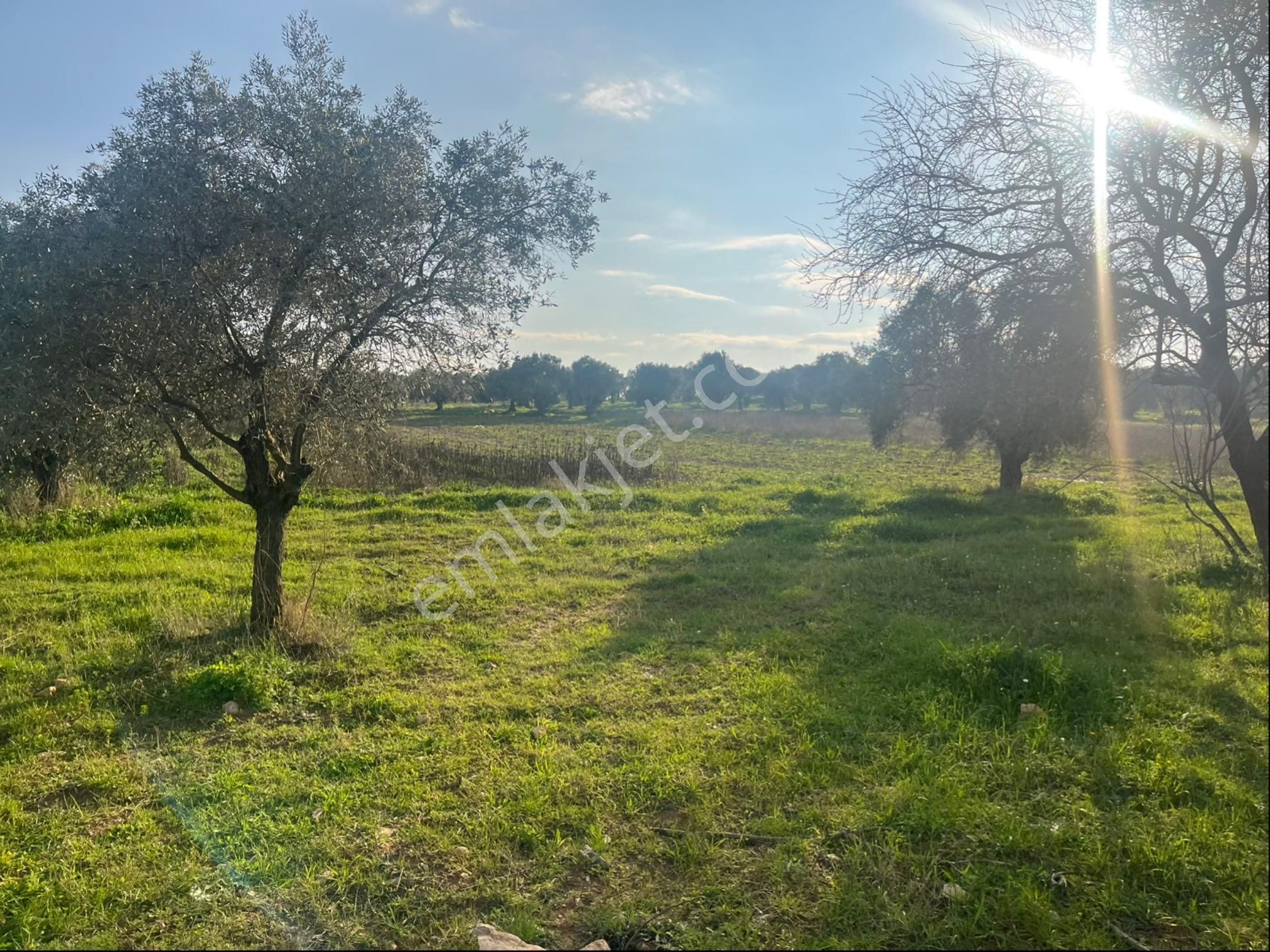 Torbalı Dirmil Mah Aileden Bölünme 2242m2 Tarla Ve Zeytinlik - Görsel 4