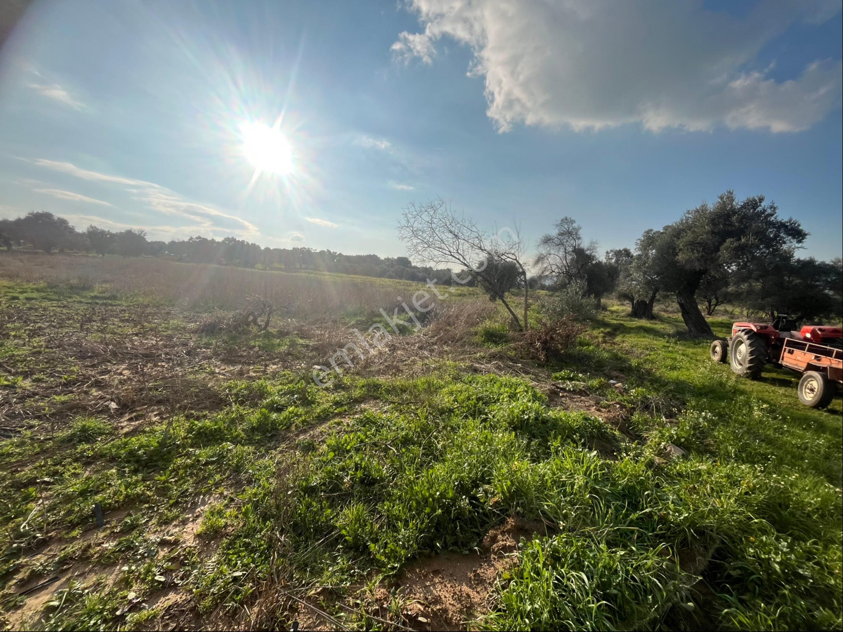 Torbalı Dirmil Mah Aileden Bölünme 2242m2 Tarla Ve Zeytinlik - Görsel 19