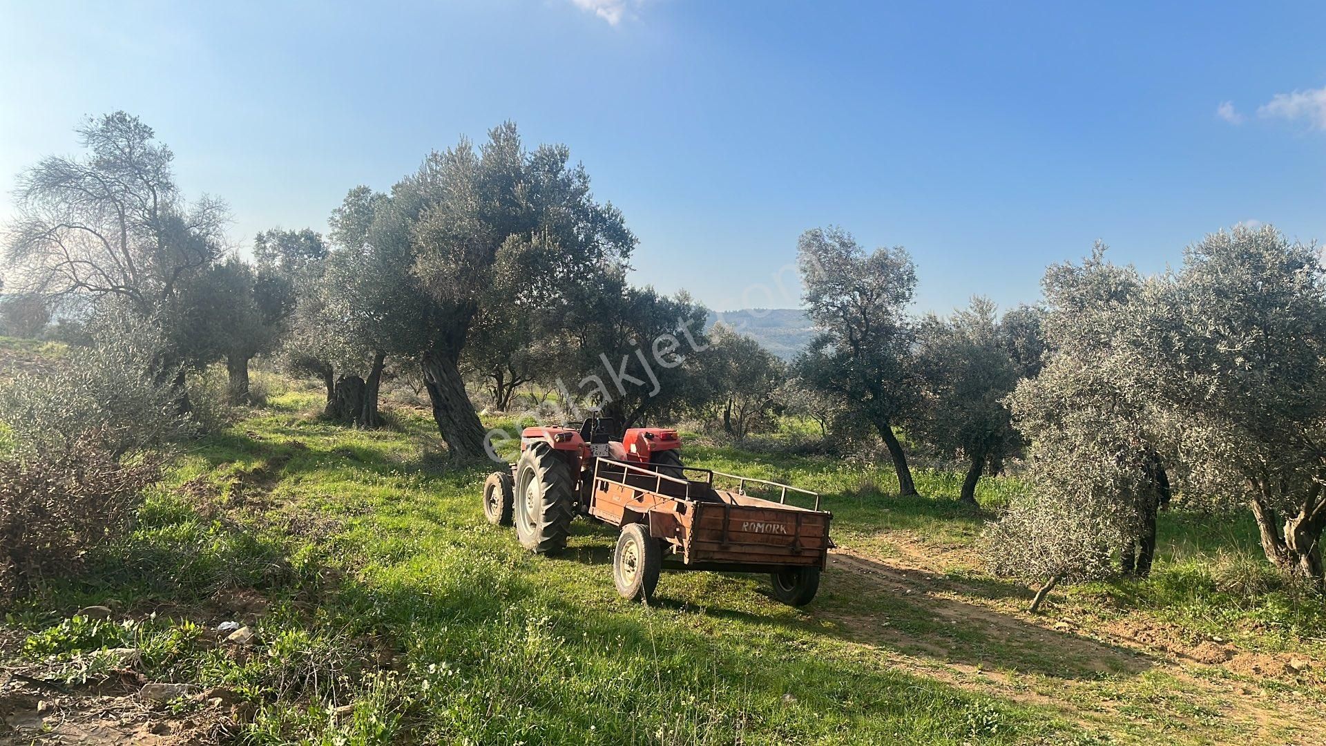 Torbalı Dirmil Mah Aileden Bölünme 2242m2 Tarla Ve Zeytinlik - Görsel 14